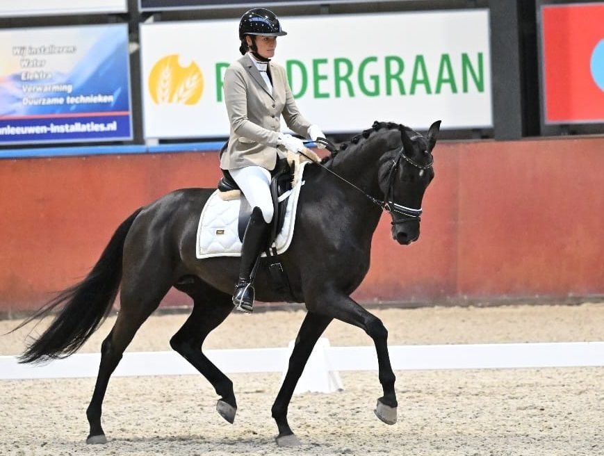 kwpn dressuurpaard merrie 10 歳 zwart 売り出し中 - 写真 2