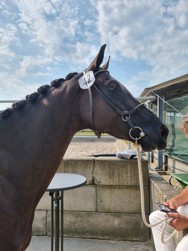 kwpn dressuurpaard merrie 10 歳 zwart 売り出し中 - 写真 3