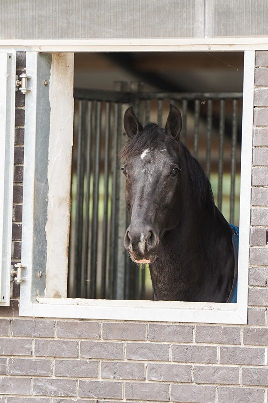 kwpn dressuurpaard merrie 10 歳 zwart 売り出し中 - 写真 4