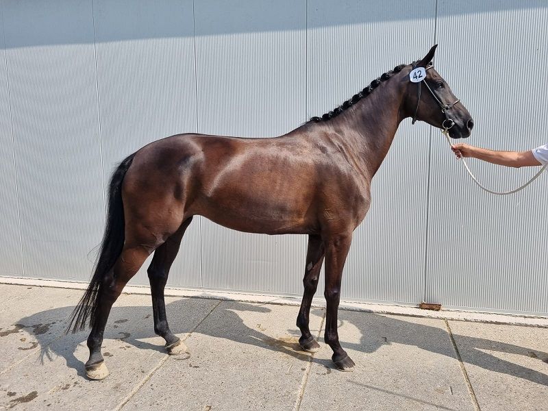 kwpn dressuurpaard merrie 10 歳 zwart 売り出し中 - 写真 5