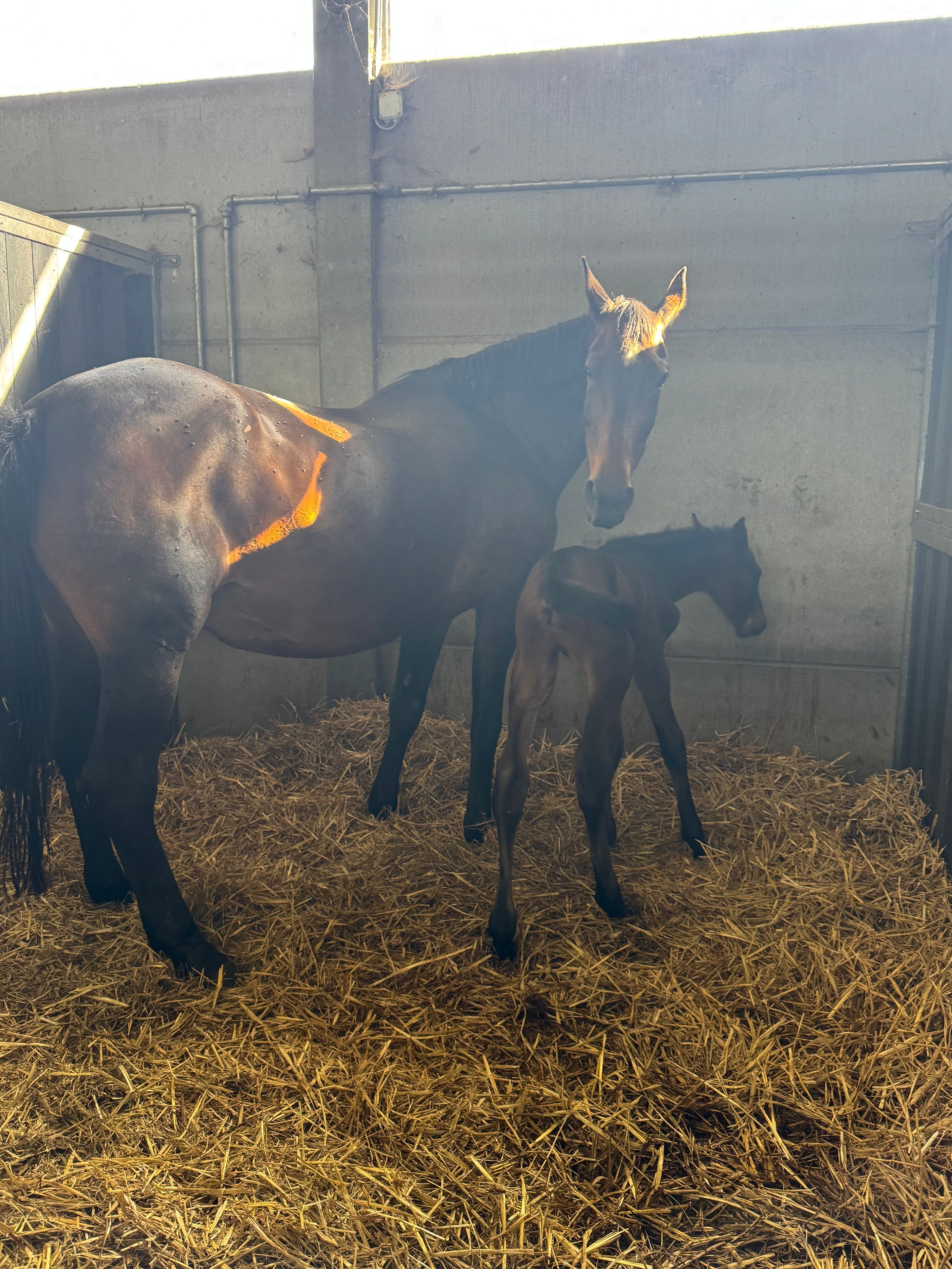 Top broodmare offered for sale