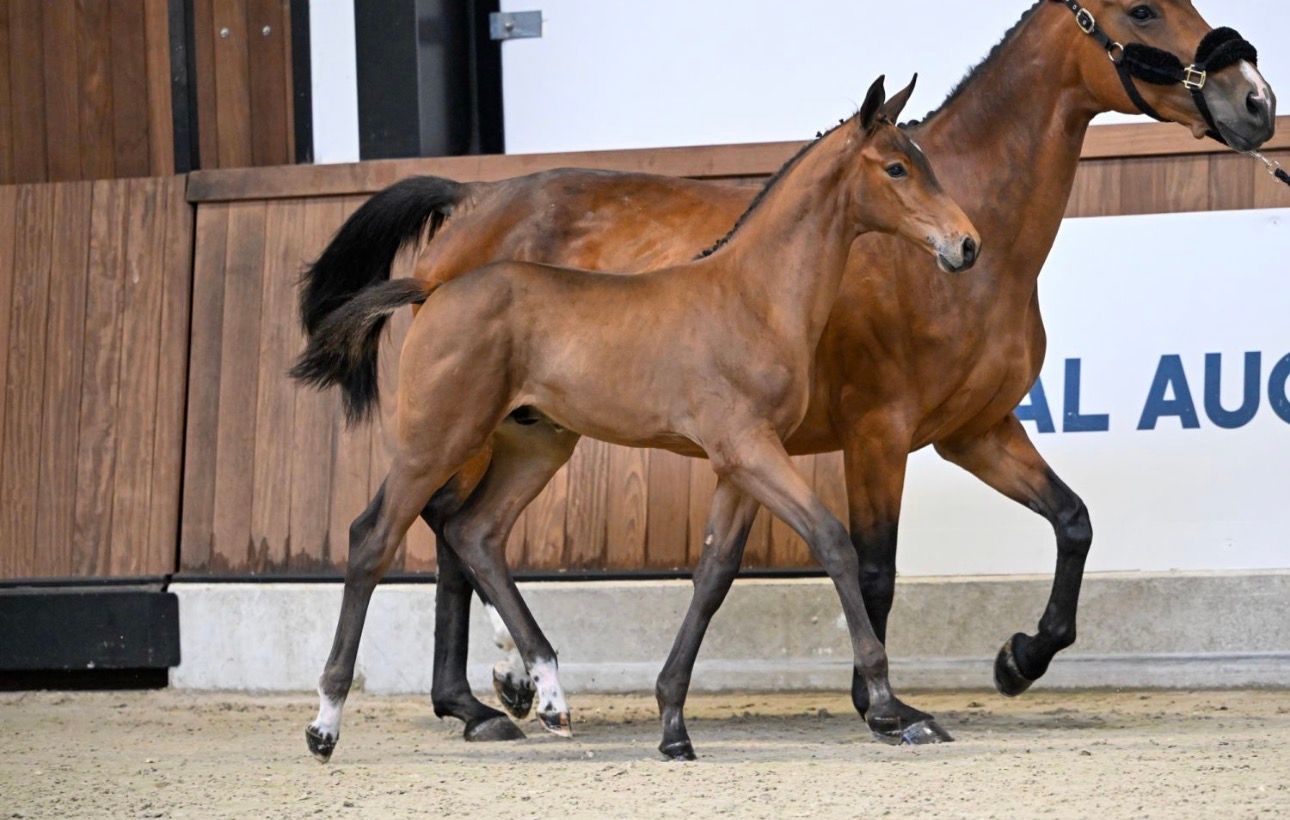 Top broodmare for sale