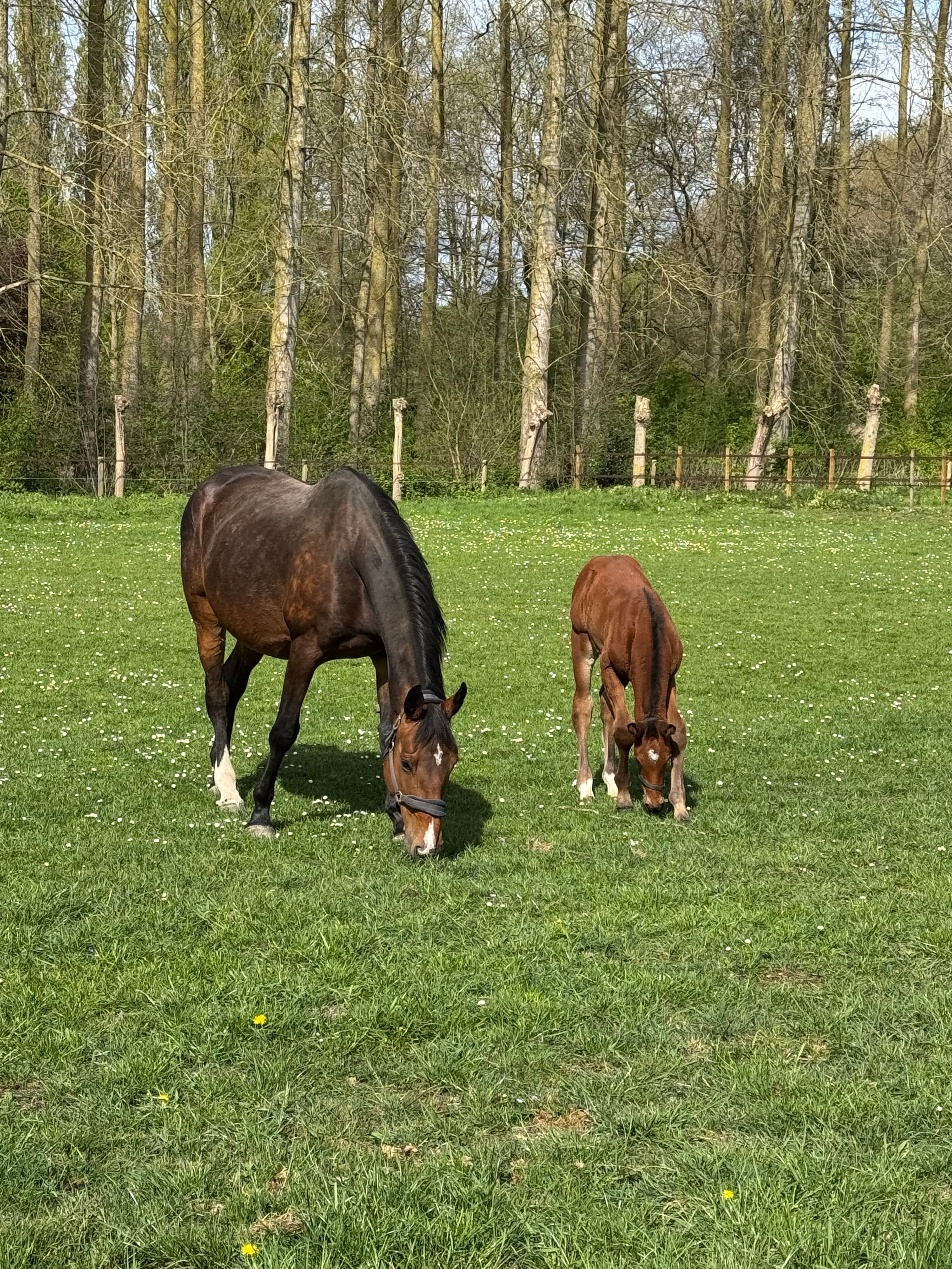 zangersheide fokmerrie merrie 17 years old donkerbruin for sale - Photo 3