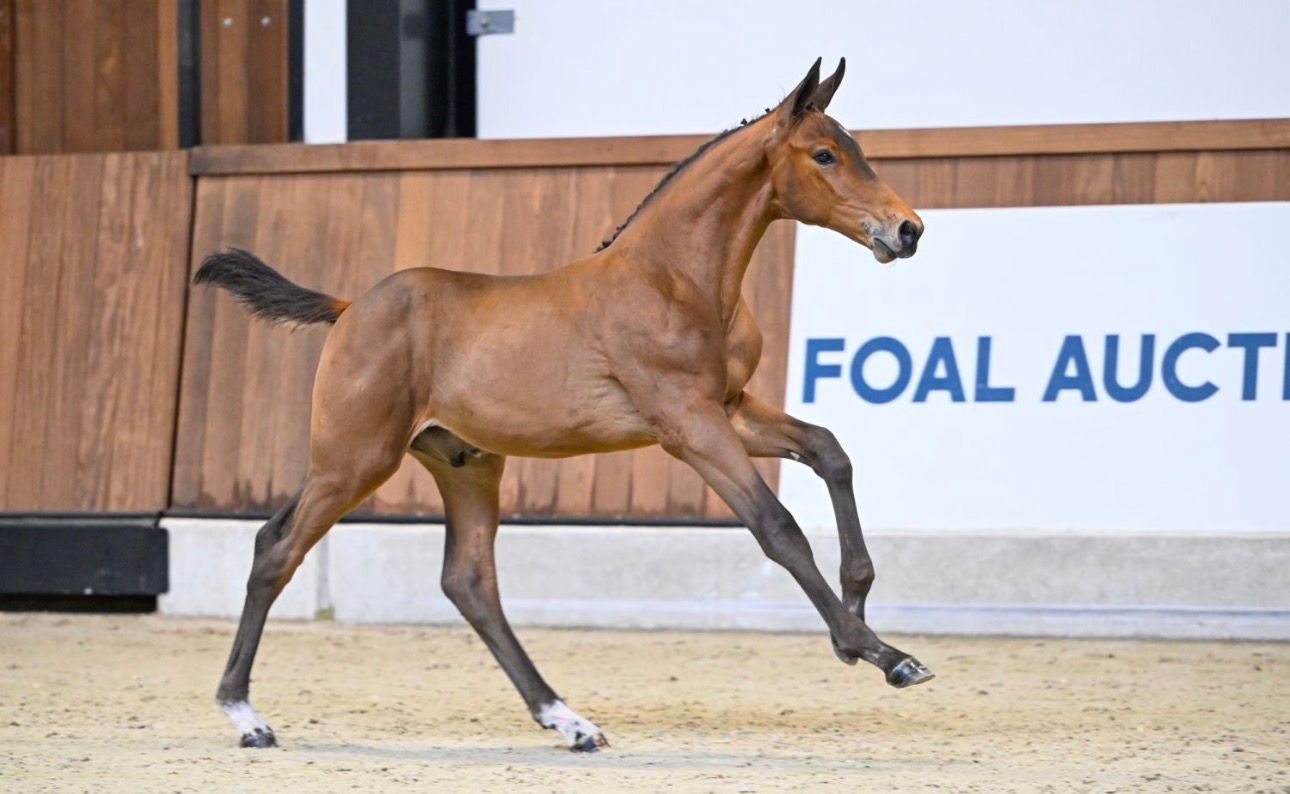 zangersheide fokmerrie merrie 17 years old donkerbruin for sale - Photo 2