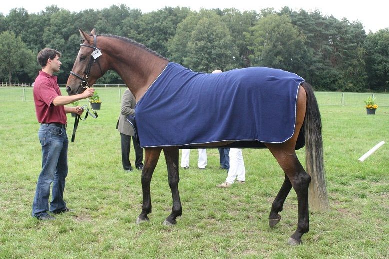 À vendre : Belle et grande poulinière par Numero Uno