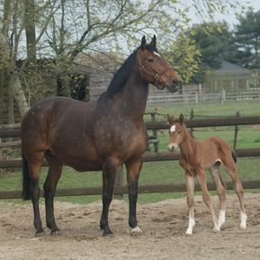 Broodmare