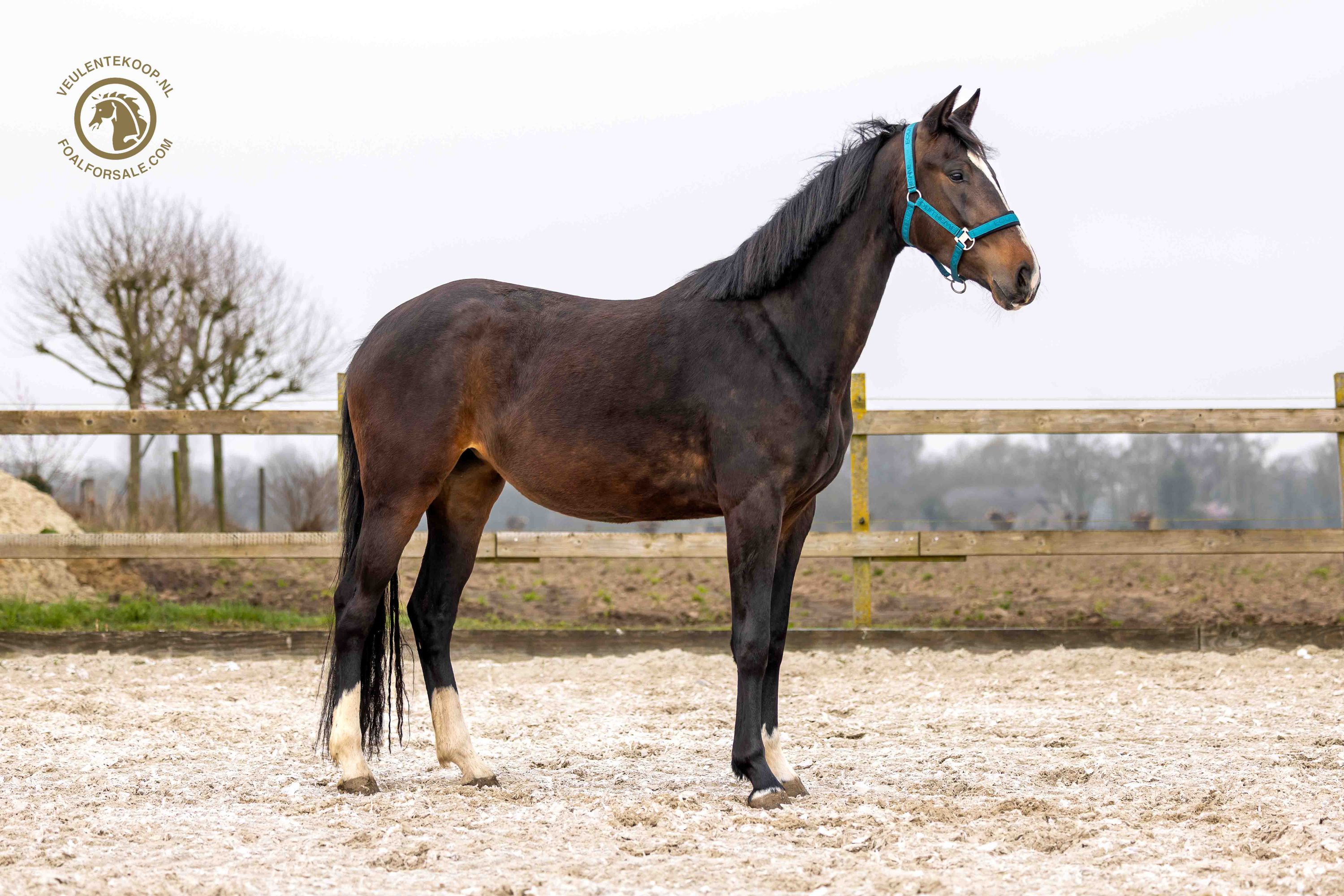 kwpn dressuurpaard merrie 3 år donkerbruin till salu - Foto 4
