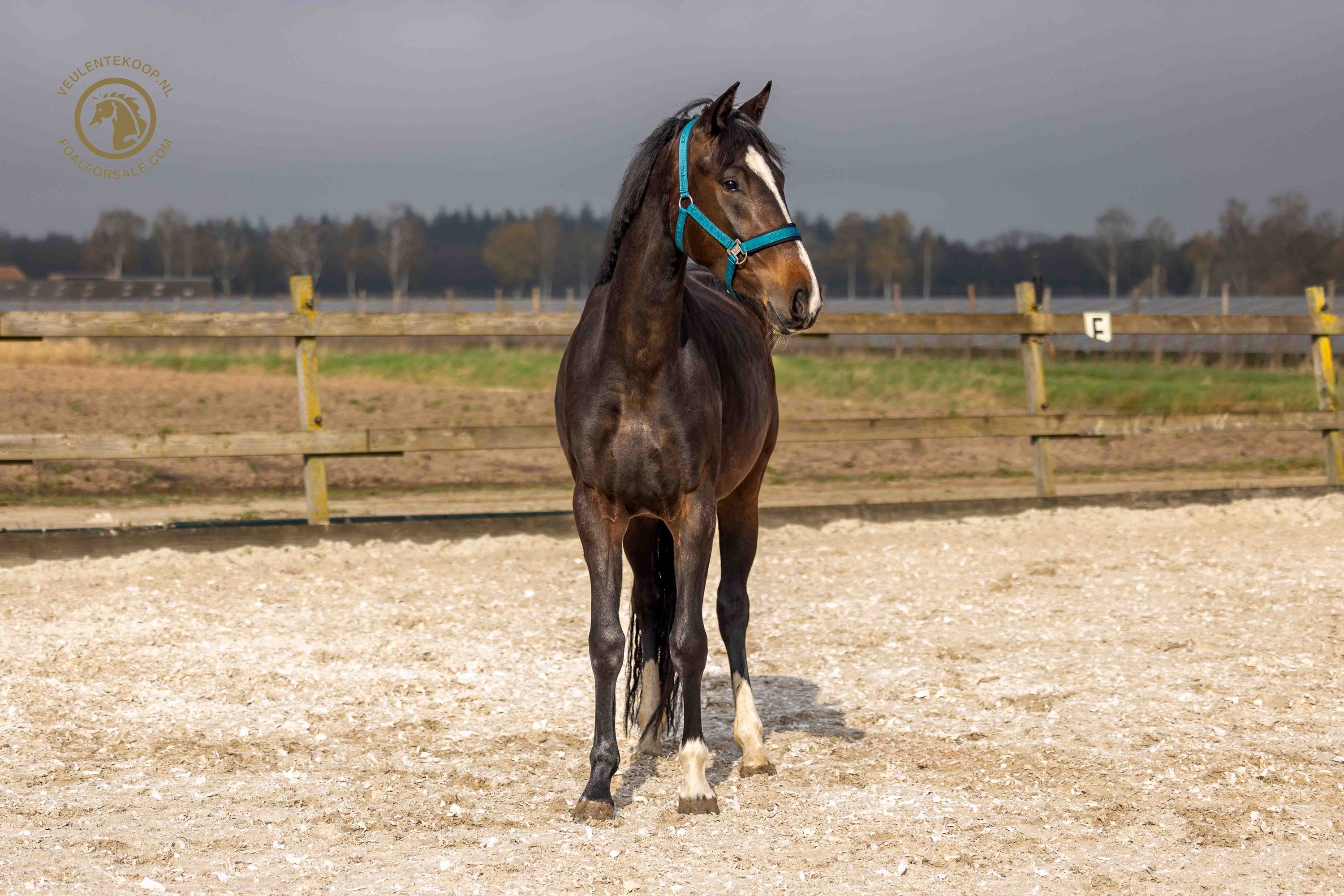 kwpn dressuurpaard merrie 3 år donkerbruin till salu - Foto 5