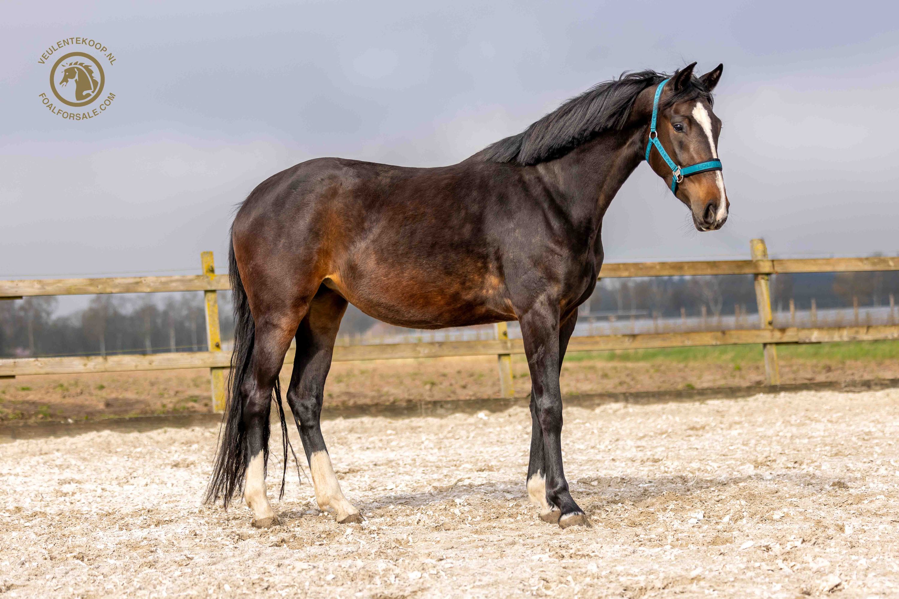kwpn dressuurpaard merrie 3 år donkerbruin till salu - Foto 2