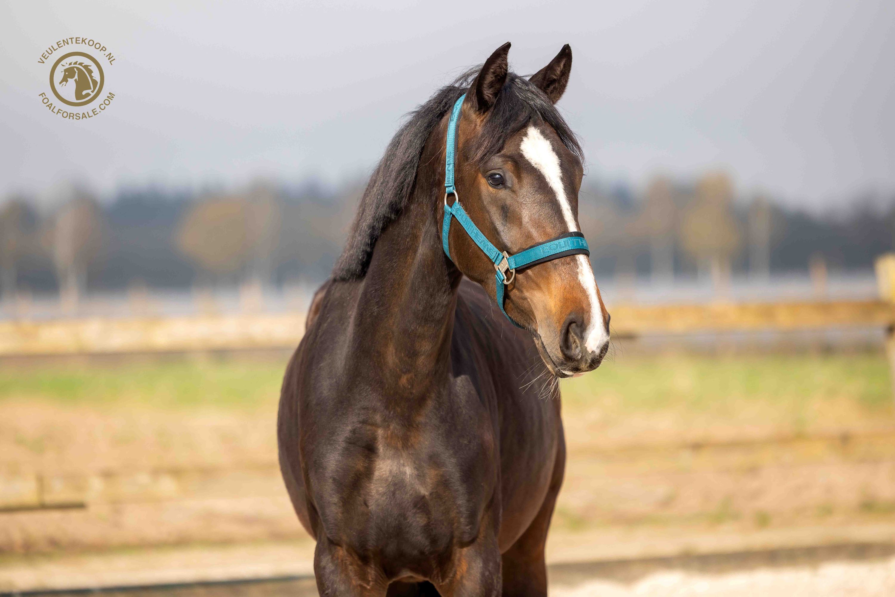 kwpn dressuurpaard merrie 3 år donkerbruin till salu - Foto 3