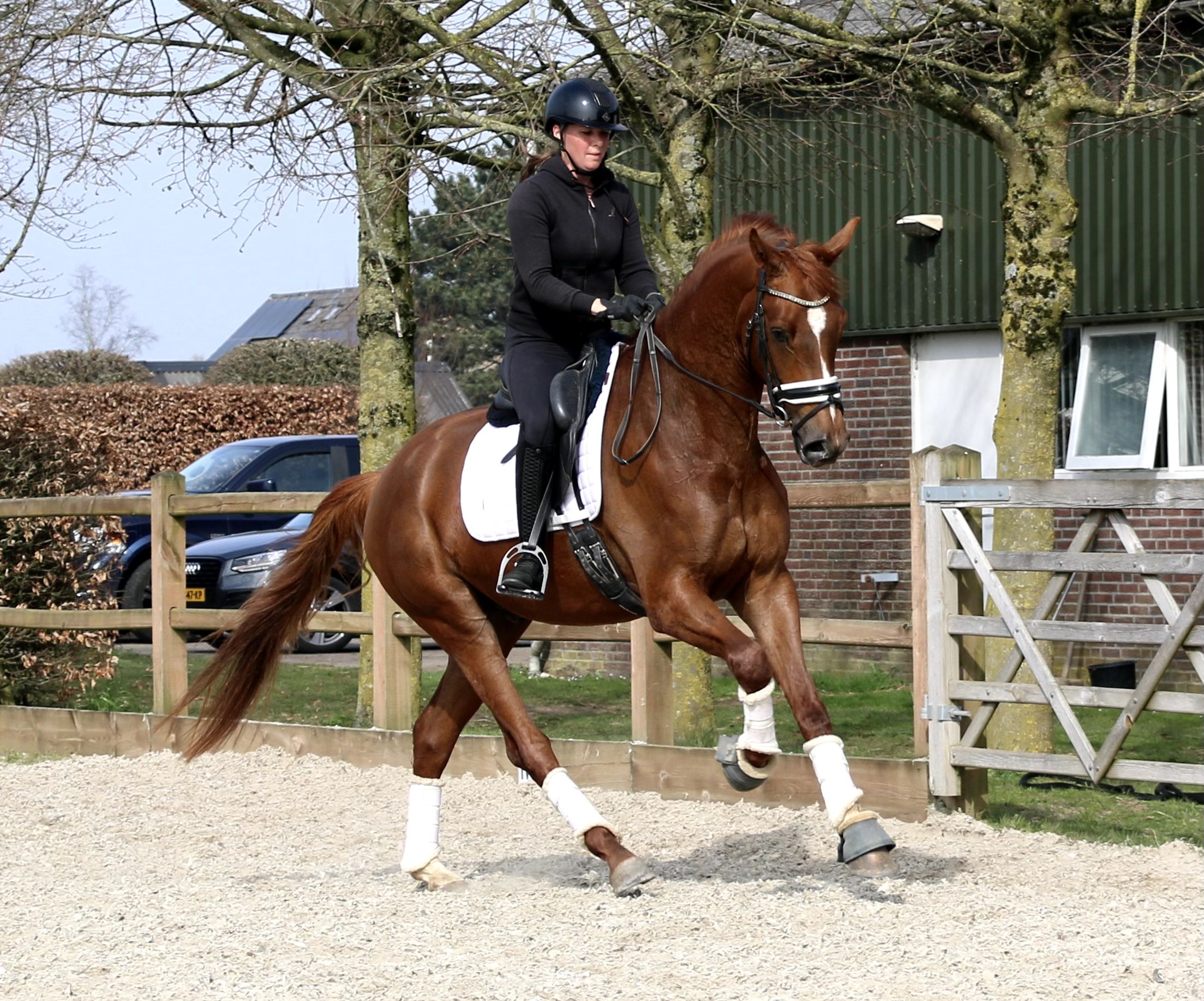 kwpn dressuurpaard ruin 4 anni vos in vendita - Foto 6