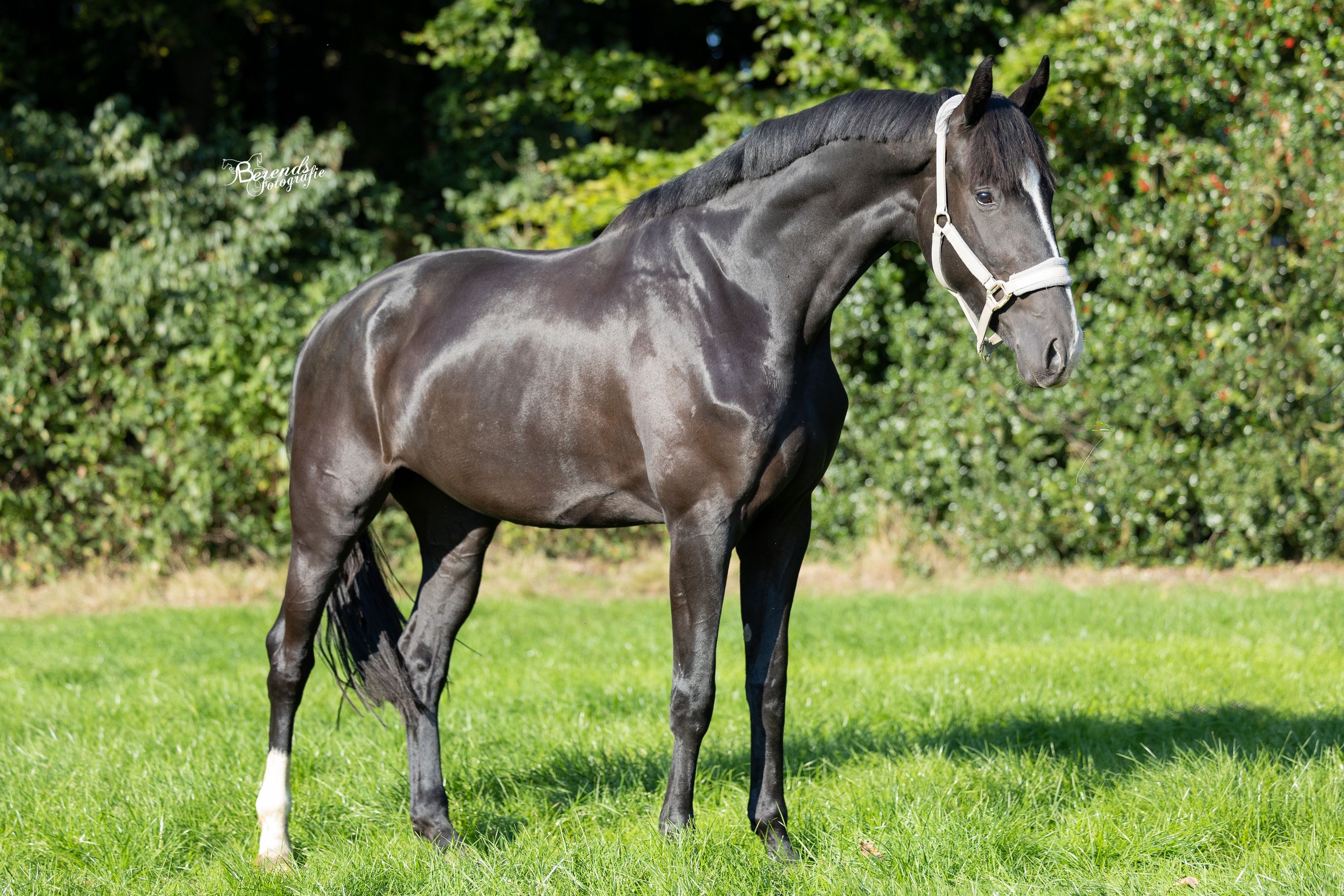 KWPN dressuurpaard Merrie 5 jaar zwart te koop - Hoofdfoto