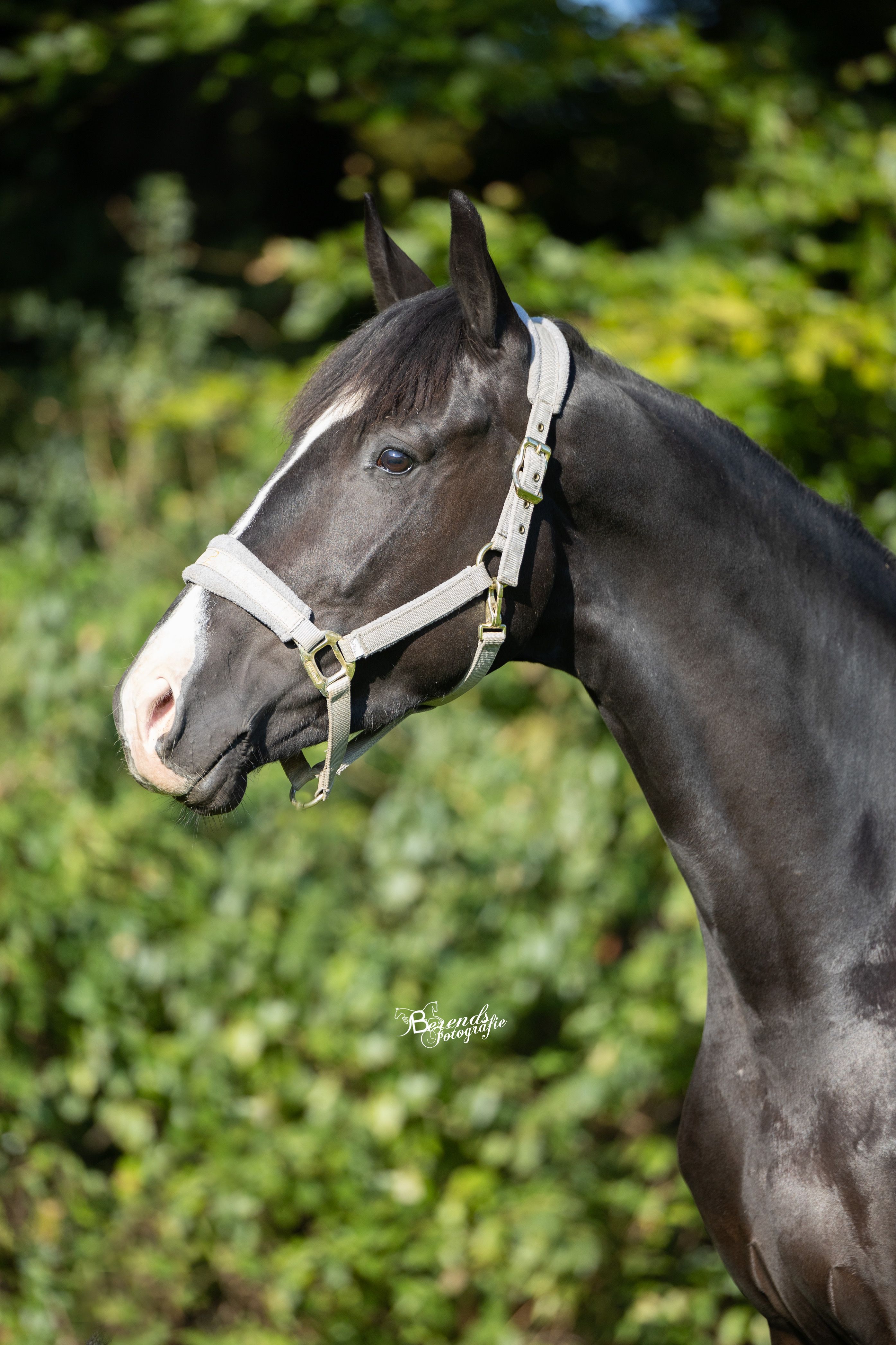 KWPN dressuurpaard Merrie 5 jaar zwart te koop - Foto 3