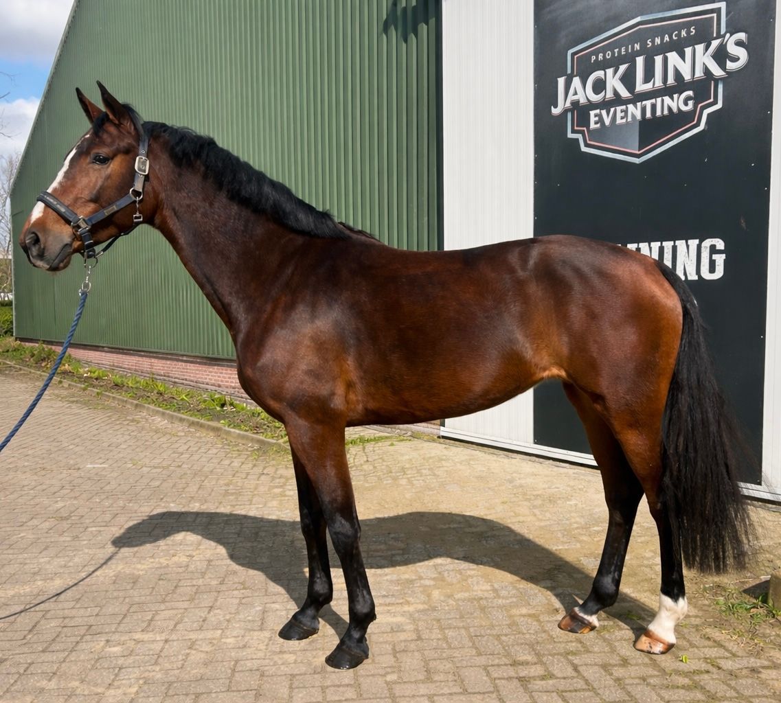 Talentuoso cavallo da dressage