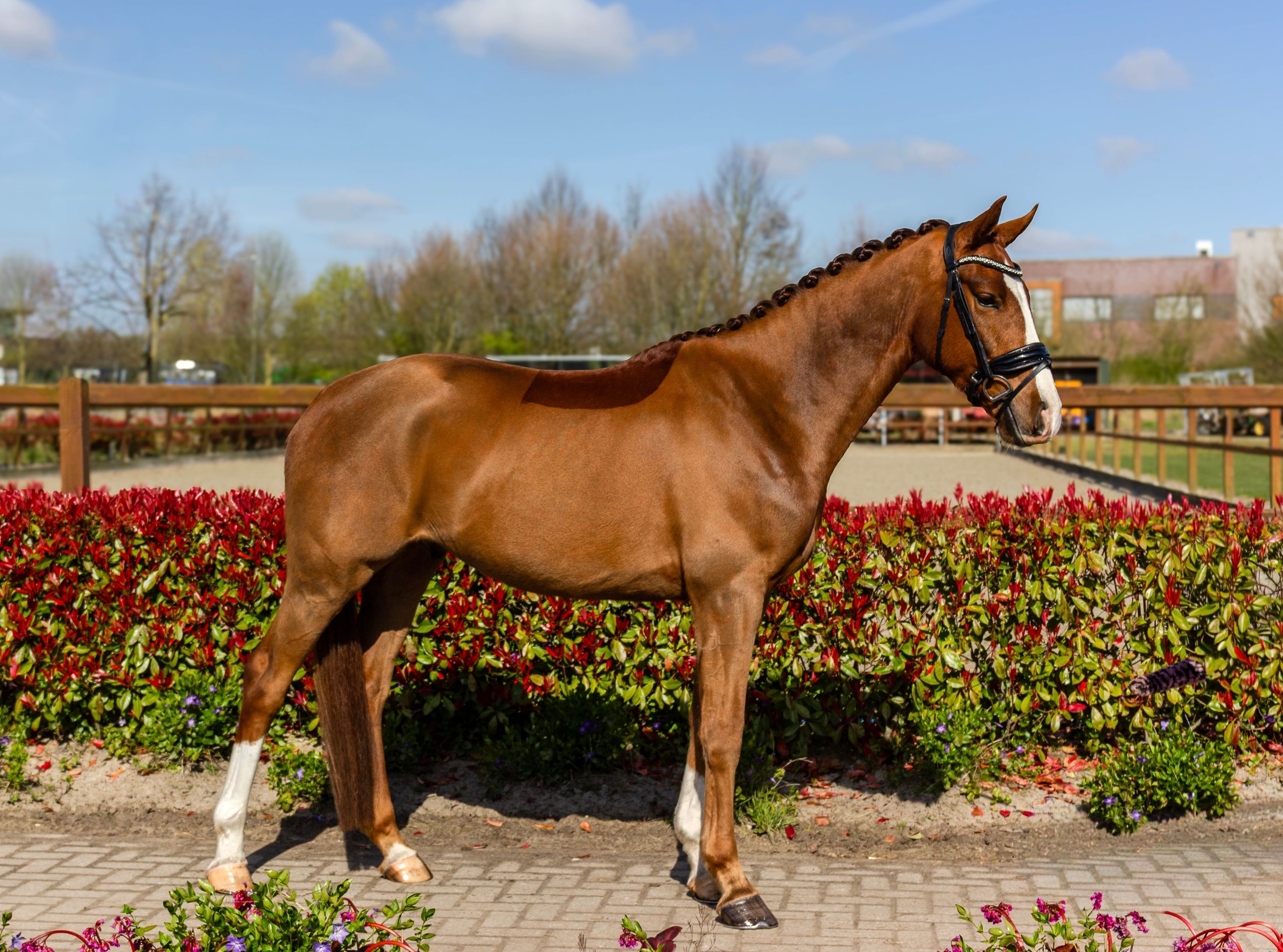 kwpn dressuurpaard ruin 4 years old vos for sale - Main photo