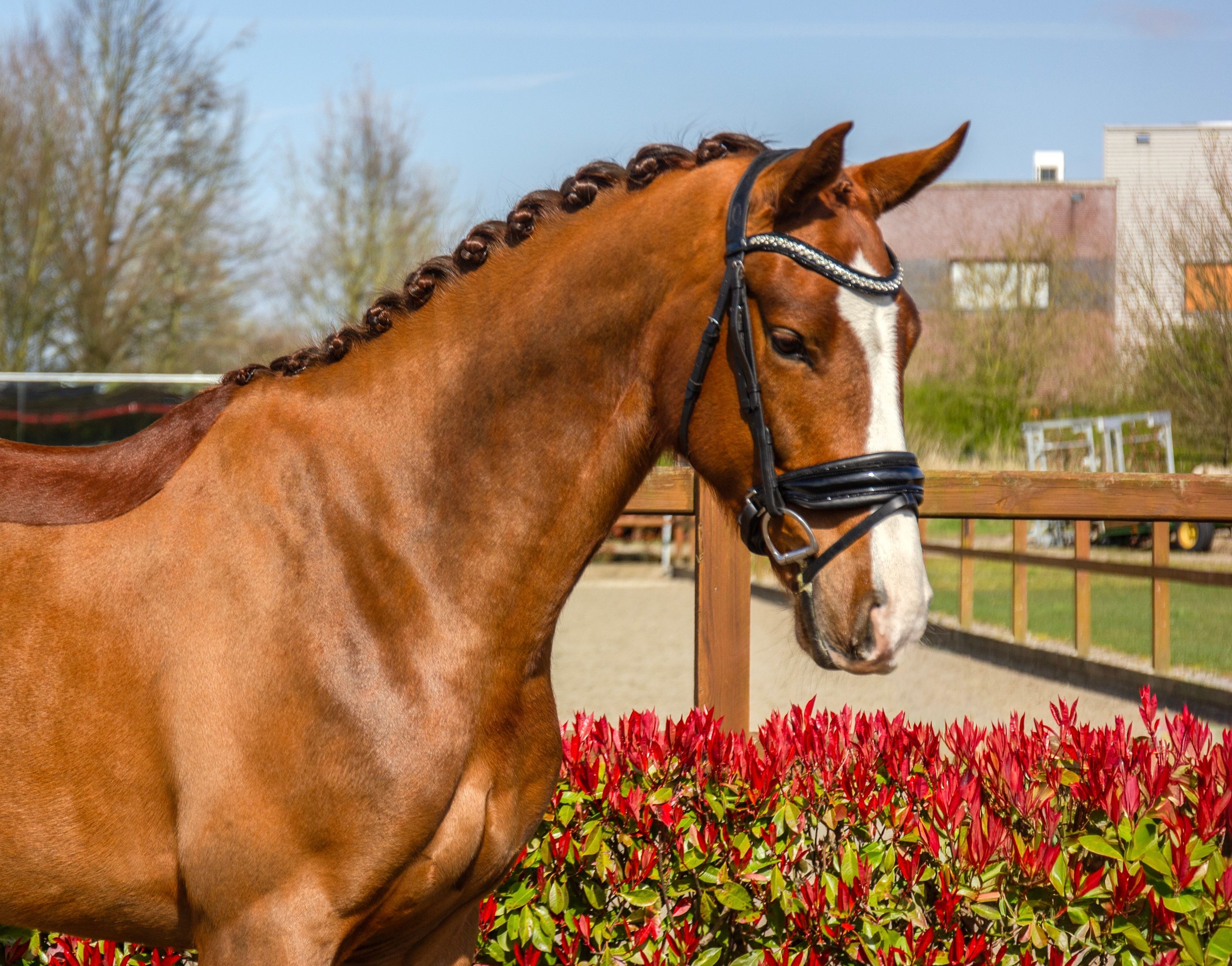 kwpn dressuurpaard ruin 4 years old vos for sale - Photo 2