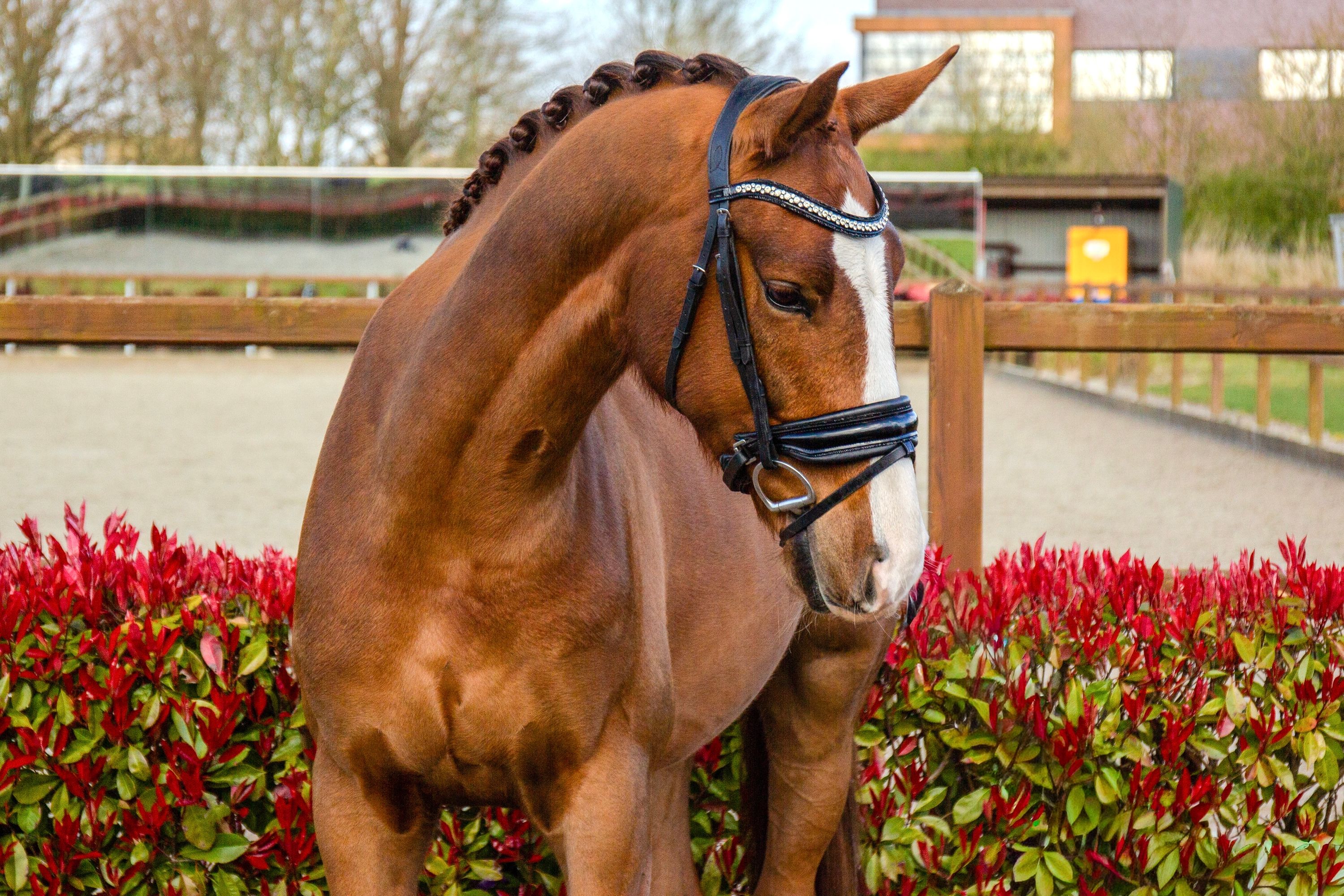 kwpn dressuurpaard ruin 4 years old vos for sale - Photo 3