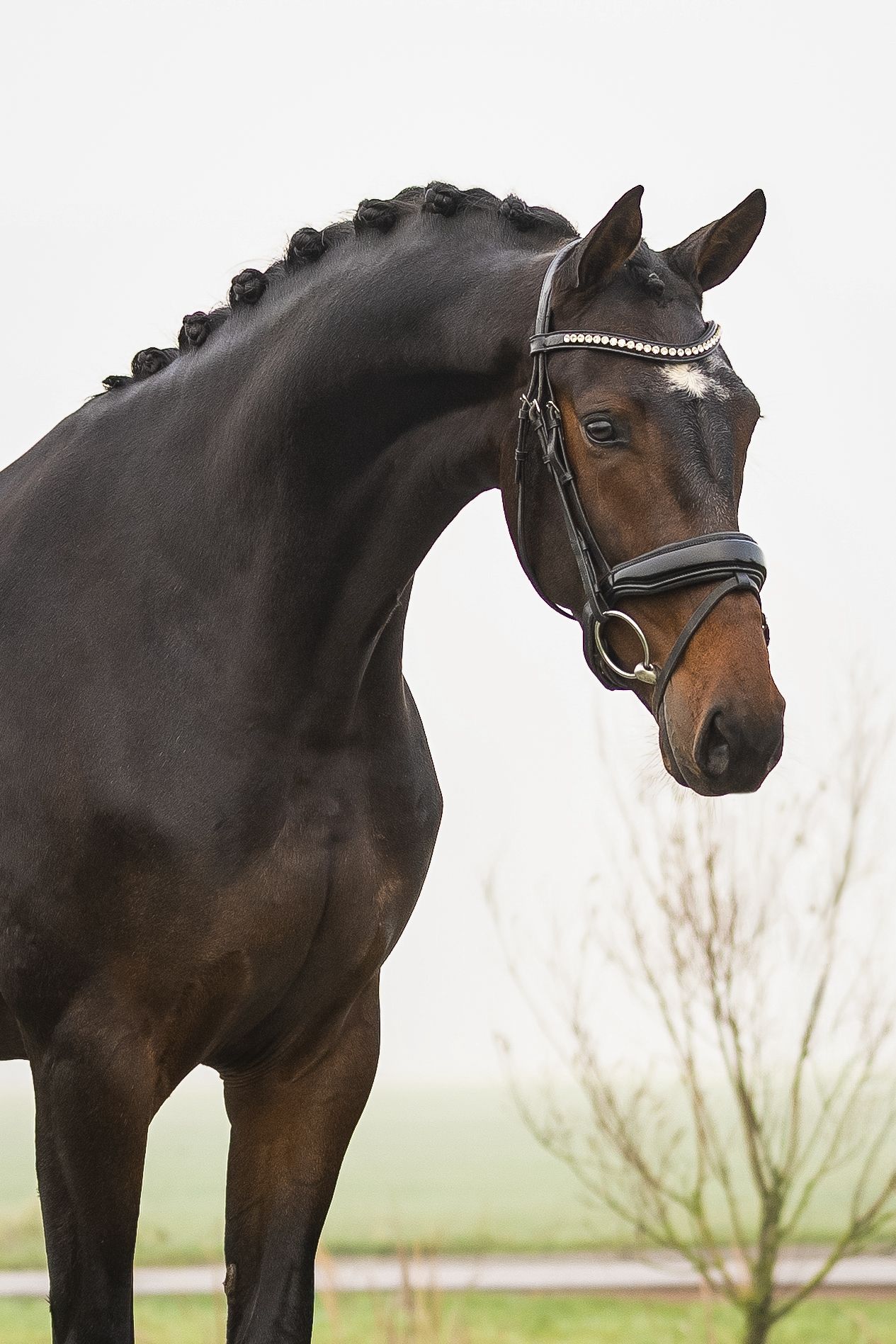 My Blue Horse Santiano 産駒の Voorlopig keur 牝馬