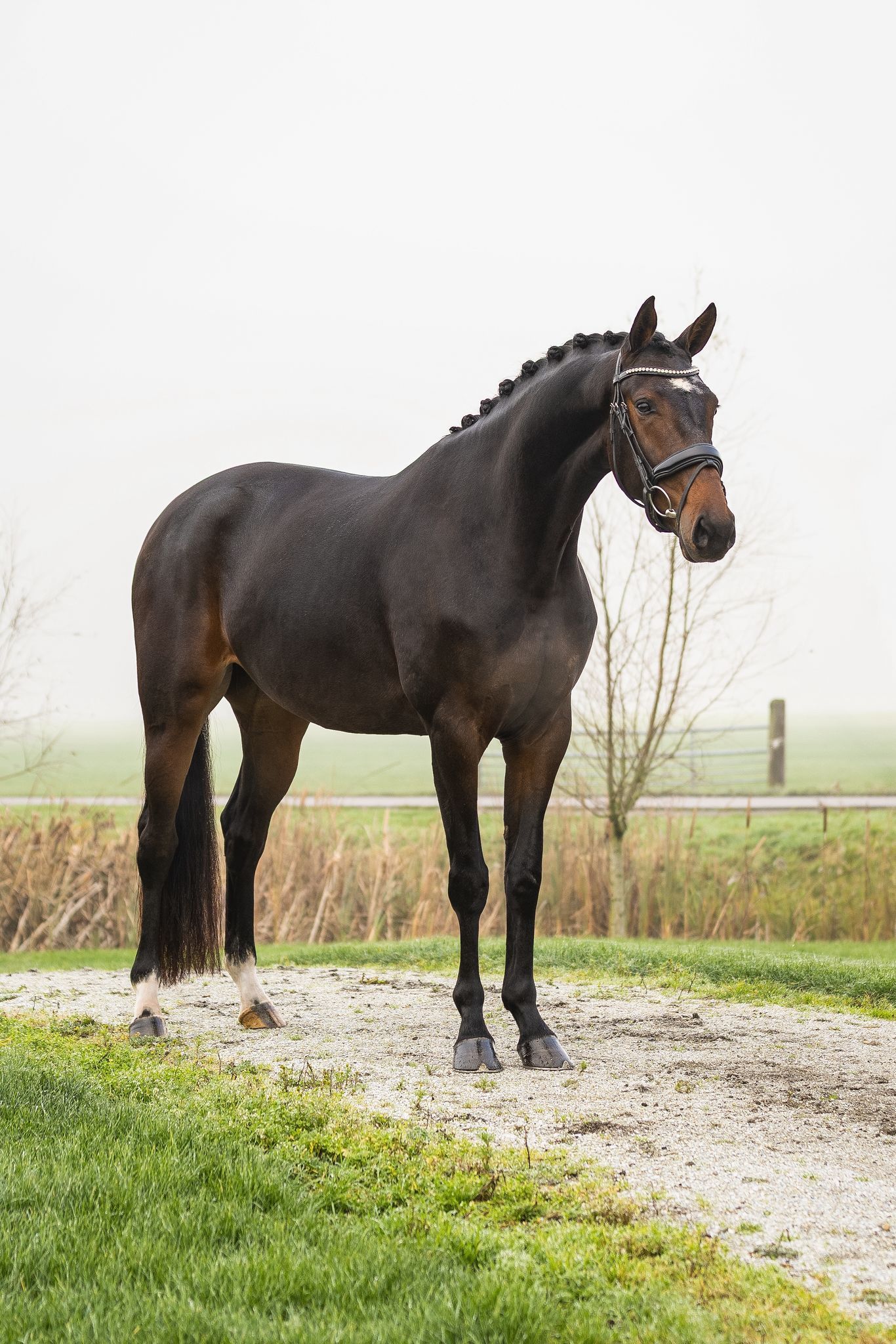 kwpn dressuurpaard merrie 4 years old donkerbruin for sale - Photo 2