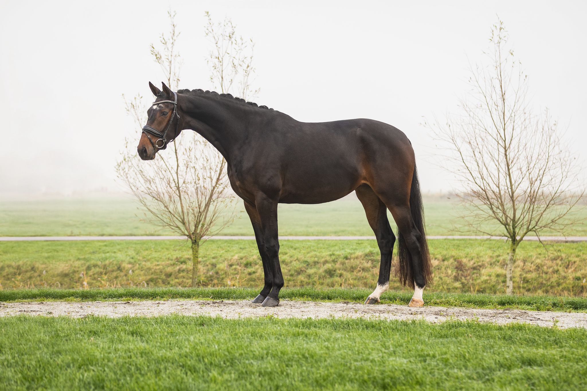 kwpn dressuurpaard merrie 4 years old donkerbruin for sale - Photo 3