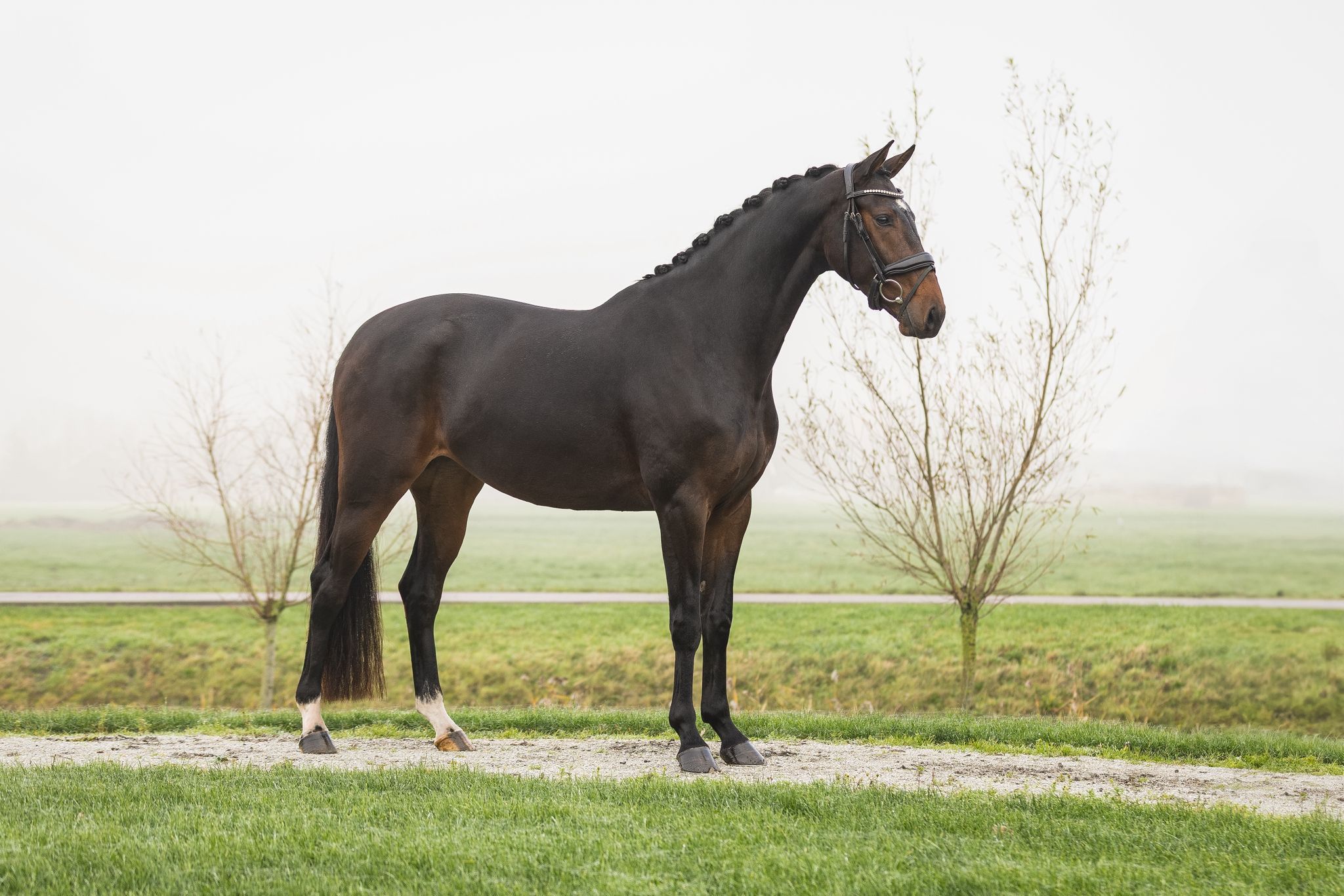 kwpn dressuurpaard merrie 4 years old donkerbruin for sale - Photo 4