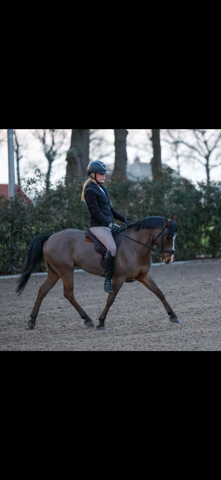 new-forest allround-pony ruin 8 years old donkerbruin for sale - Photo 5