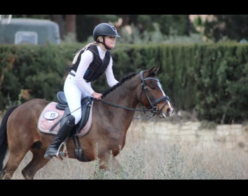 new-forest allround-pony ruin 8 years old donkerbruin for sale - Photo 6