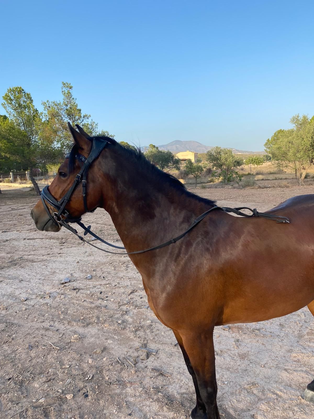 new-forest allround-pony ruin 8 years old donkerbruin for sale - Photo 4