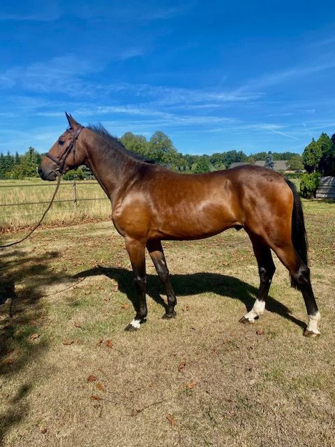 Lovely 4-year-old gelding