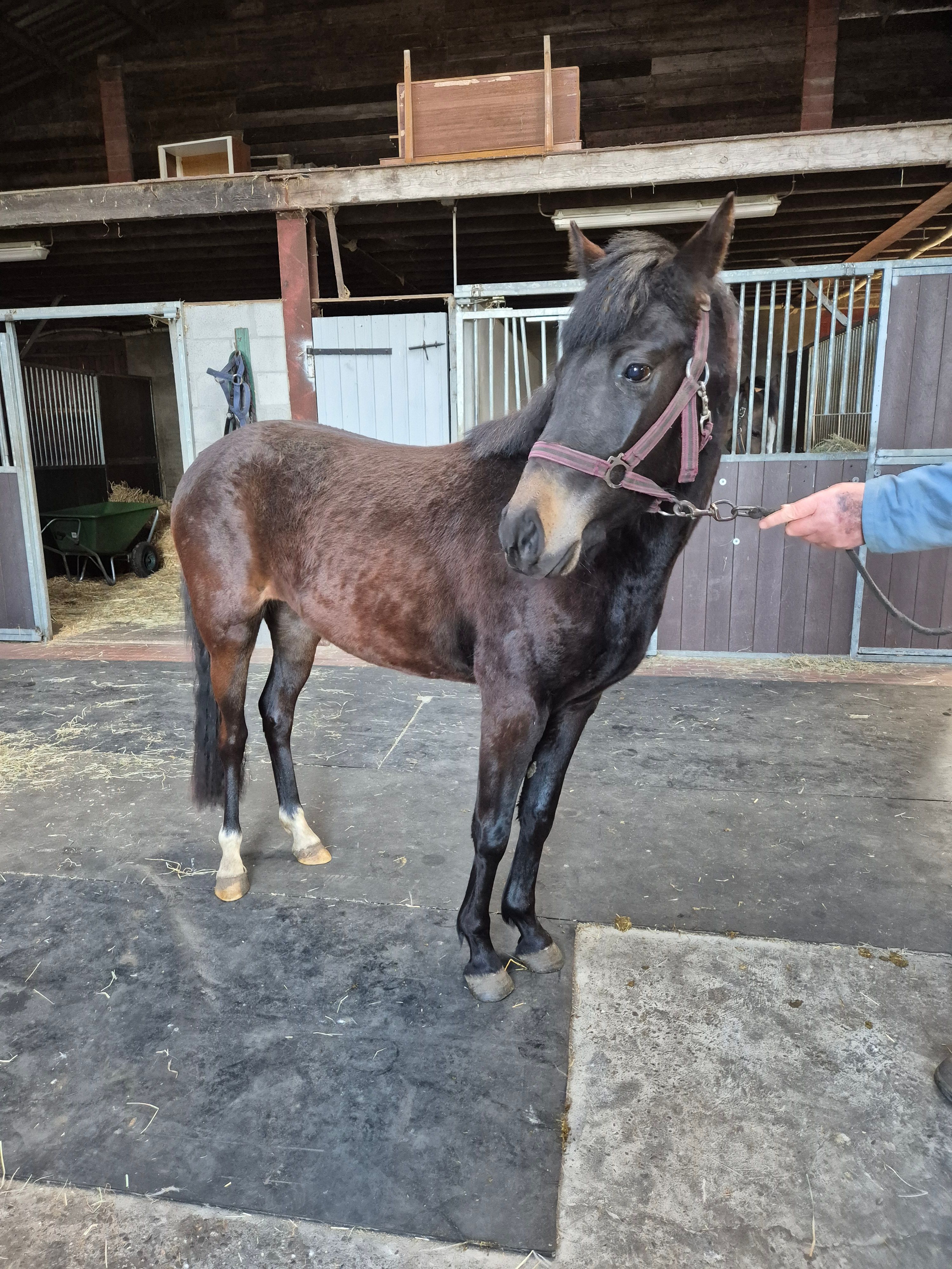 brits allround-pony merrie 3 ani zwart de vânzare - Foto 2
