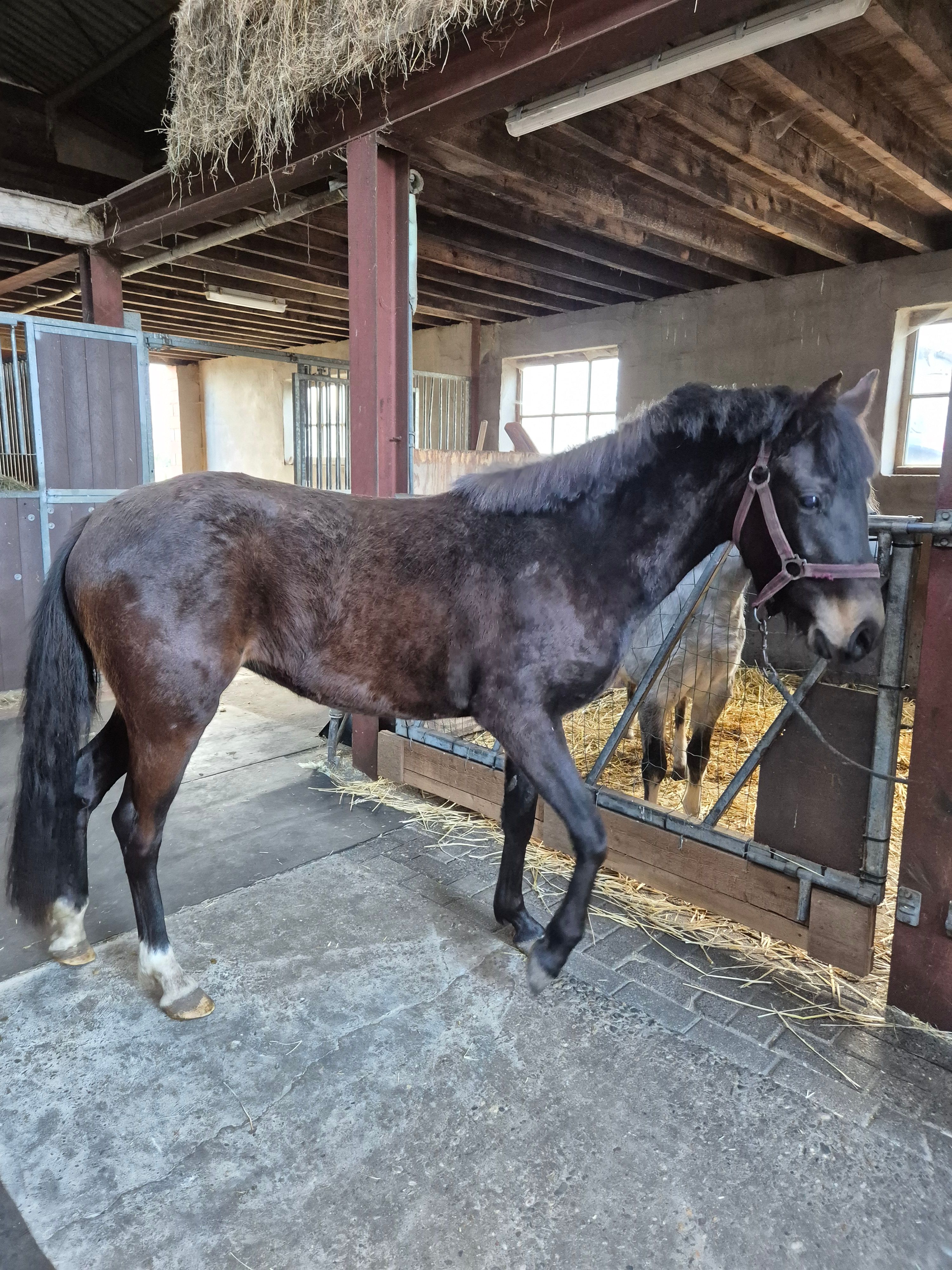 brits allround-pony merrie 3 ani zwart de vânzare - Foto 3