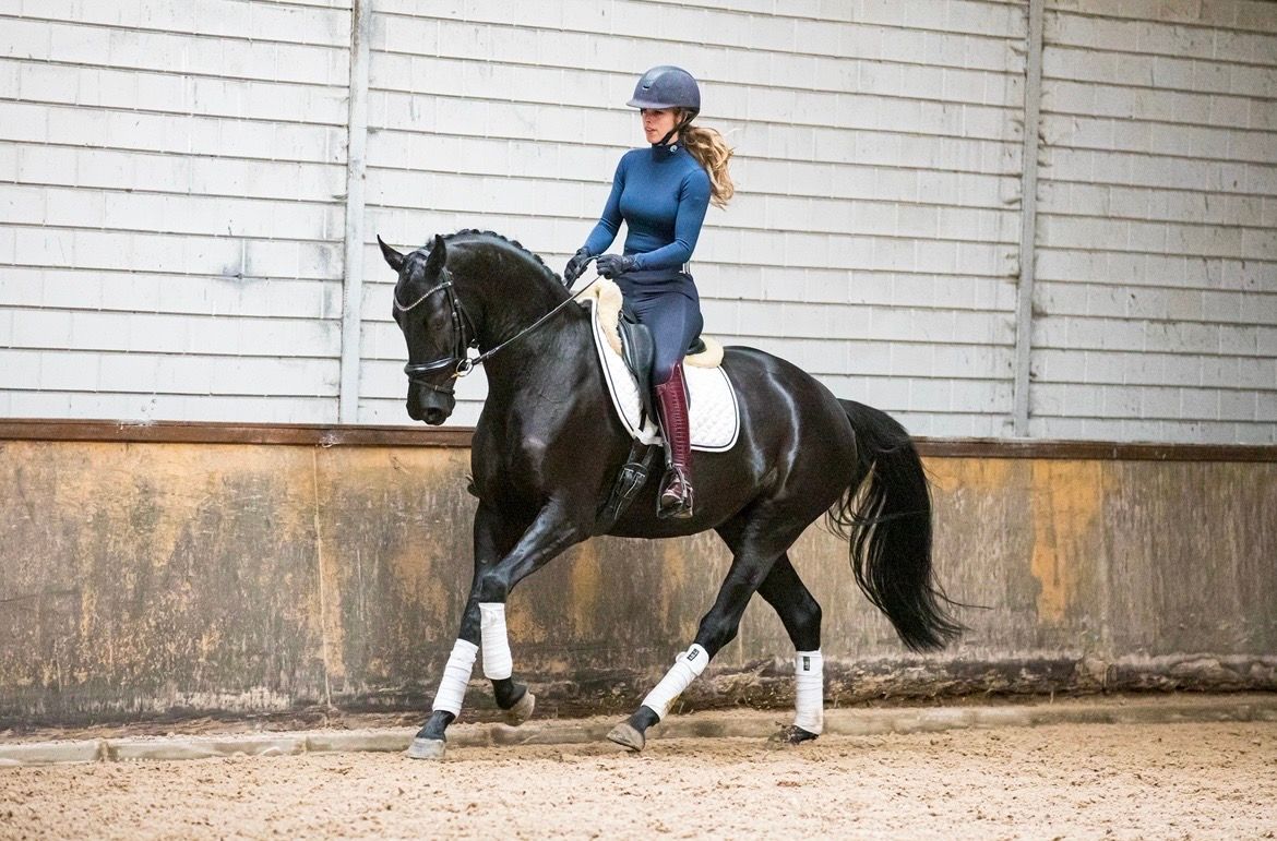 kwpn dressuurpaard merrie 7 years old zwart for sale - Photo 3
