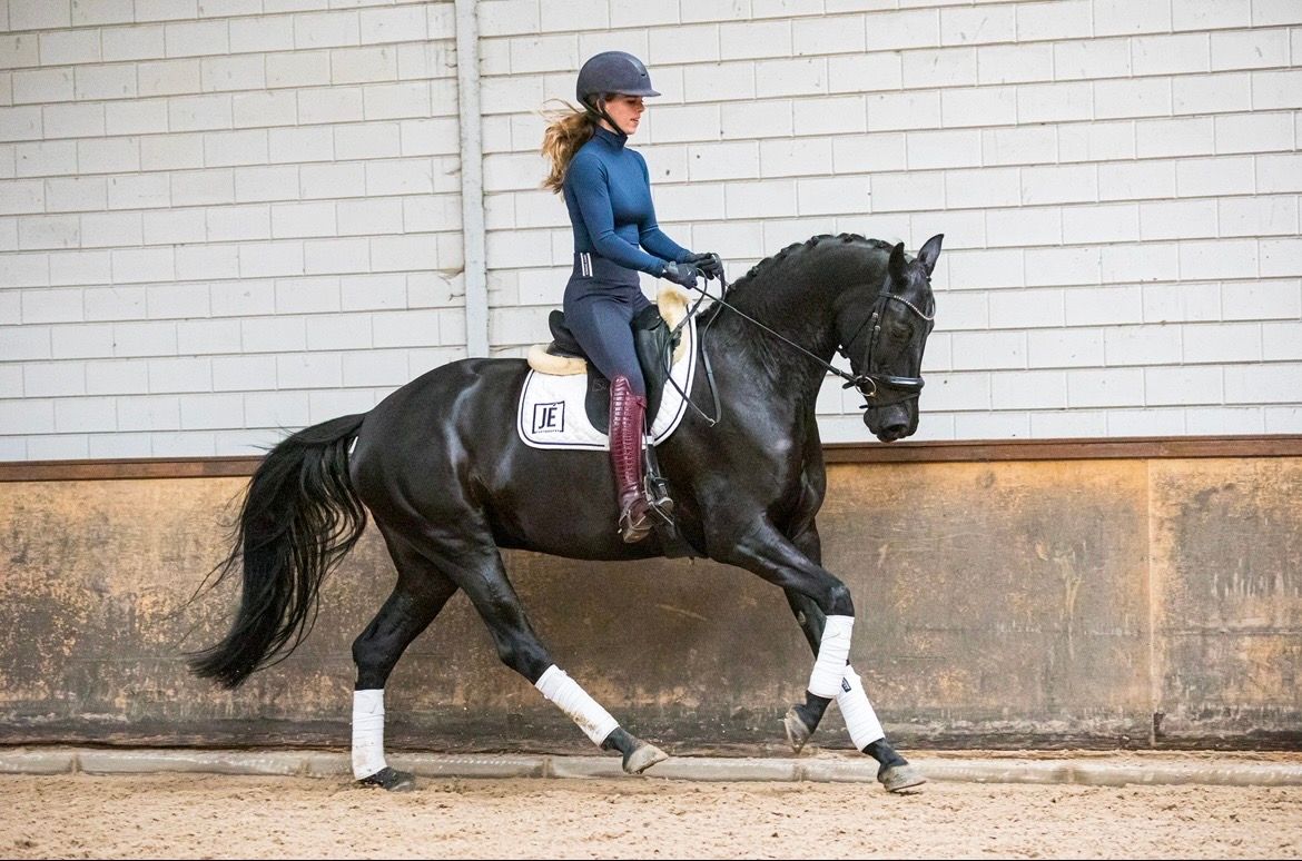 kwpn dressuurpaard merrie 7 years old zwart for sale - Photo 2