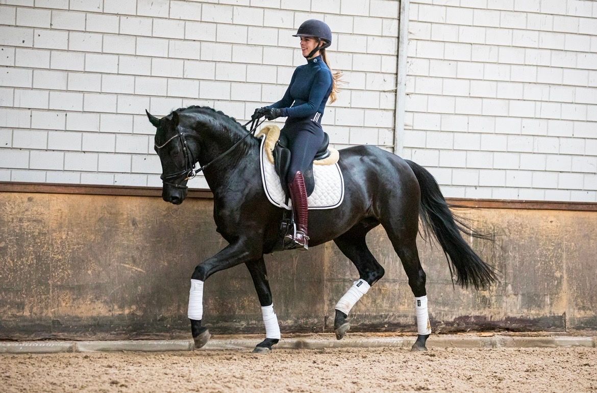 kwpn dressuurpaard merrie 7 years old zwart for sale - Photo 4