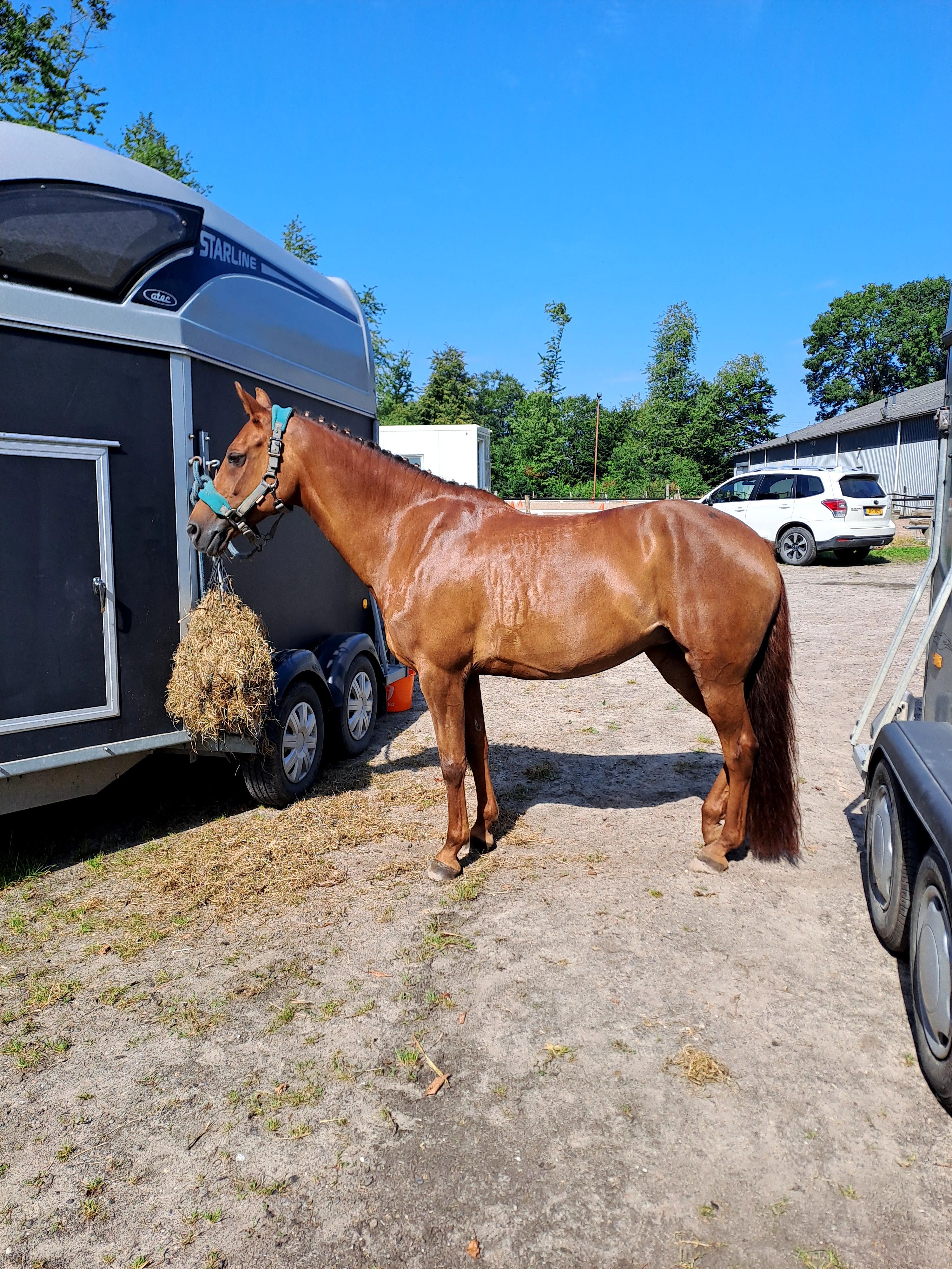 new-forest allround-pony merrie 14 years old vos for sale - Photo 3
