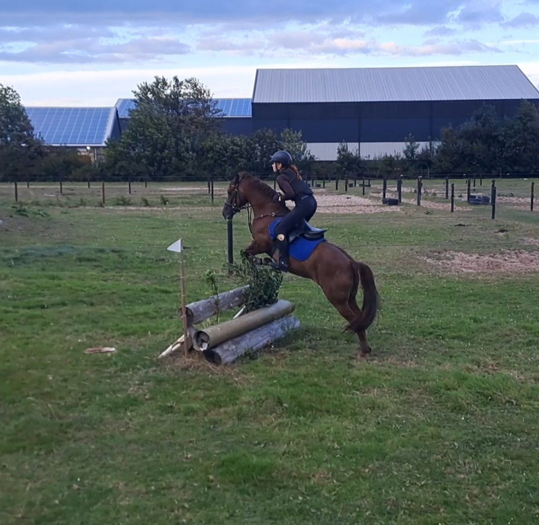 new-forest allround-pony merrie 14 years old vos for sale - Photo 4