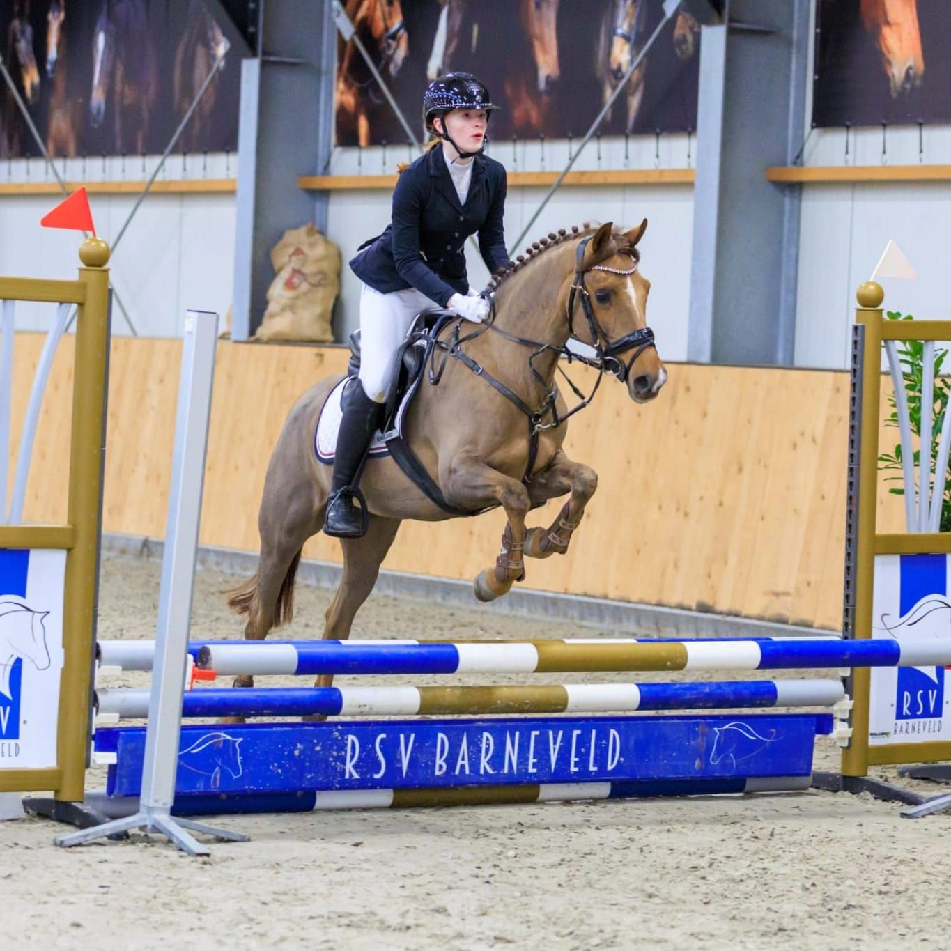 new-forest allround-pony merrie 14 years old vos for sale - Photo 2