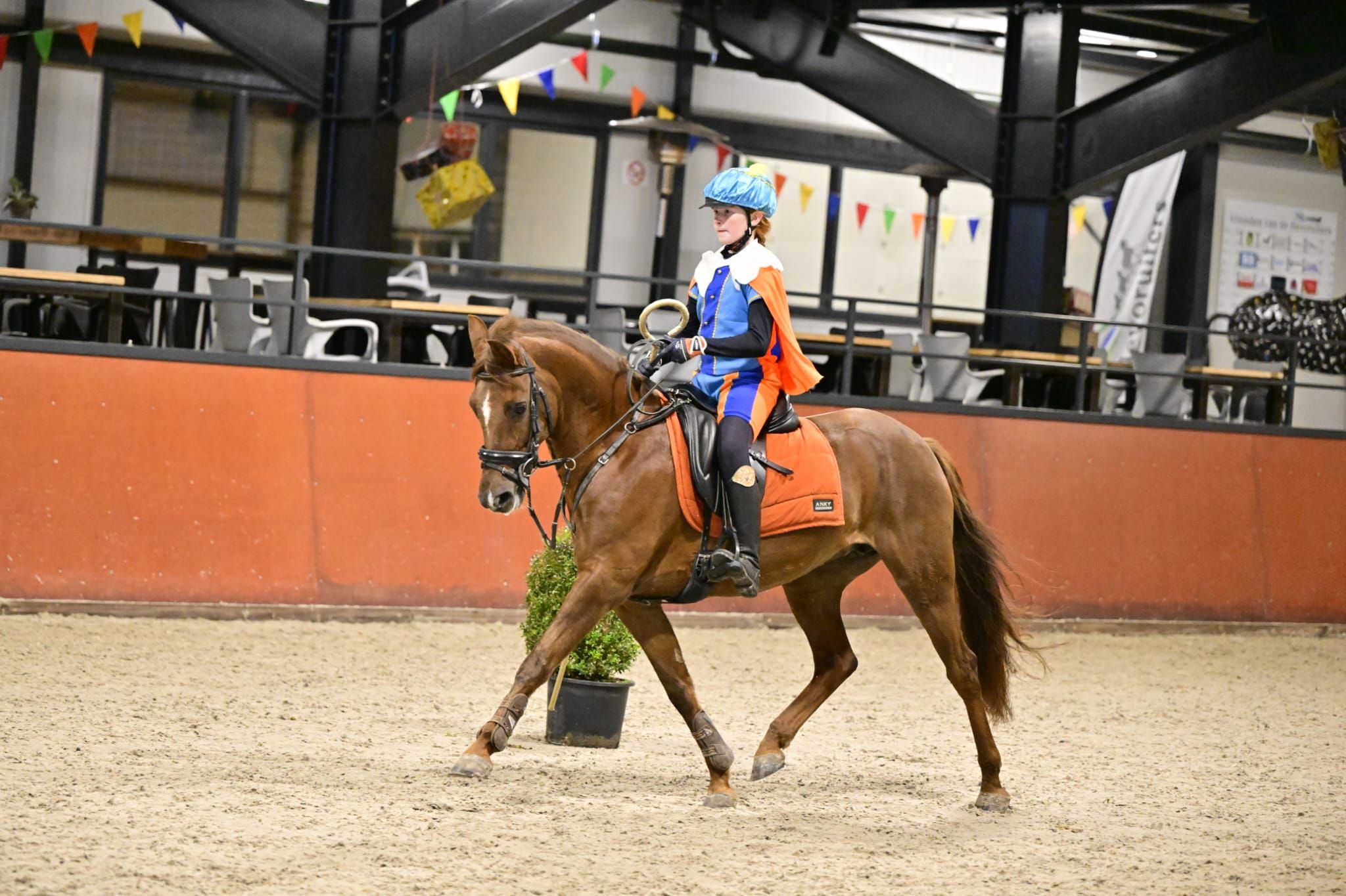 new-forest allround-pony merrie 14 years old vos for sale - Photo 5
