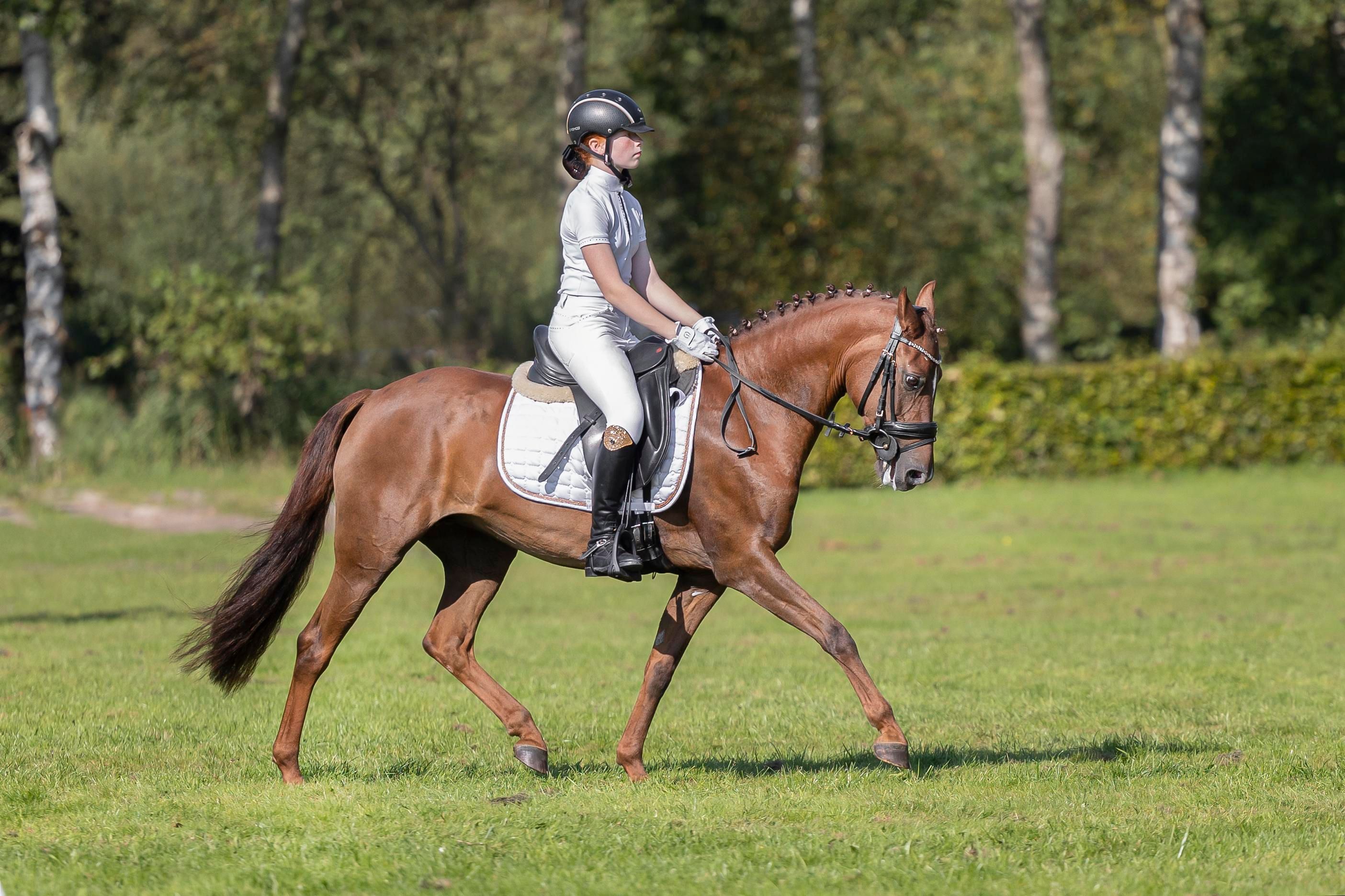 new-forest allround-pony merrie 14 years old vos for sale - Main photo