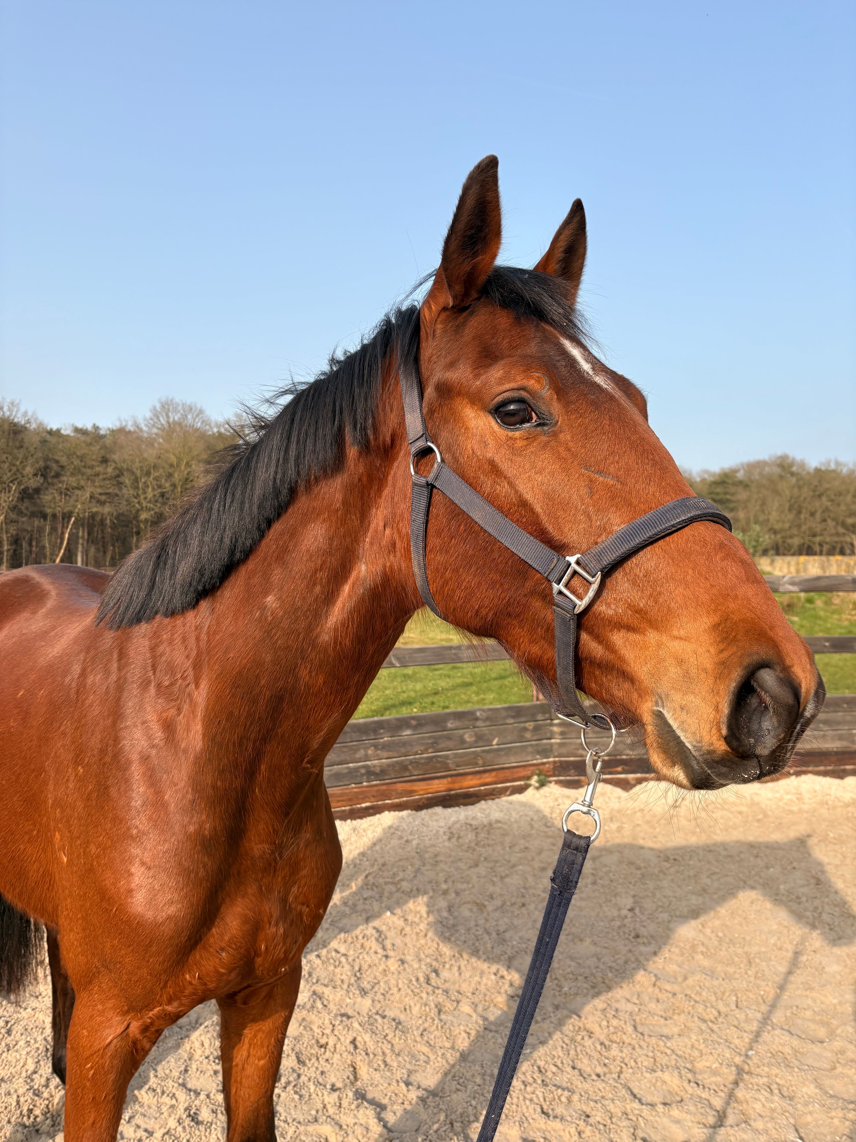 anglo-europees springpaard merrie 3 years old bruin for sale - Photo 4