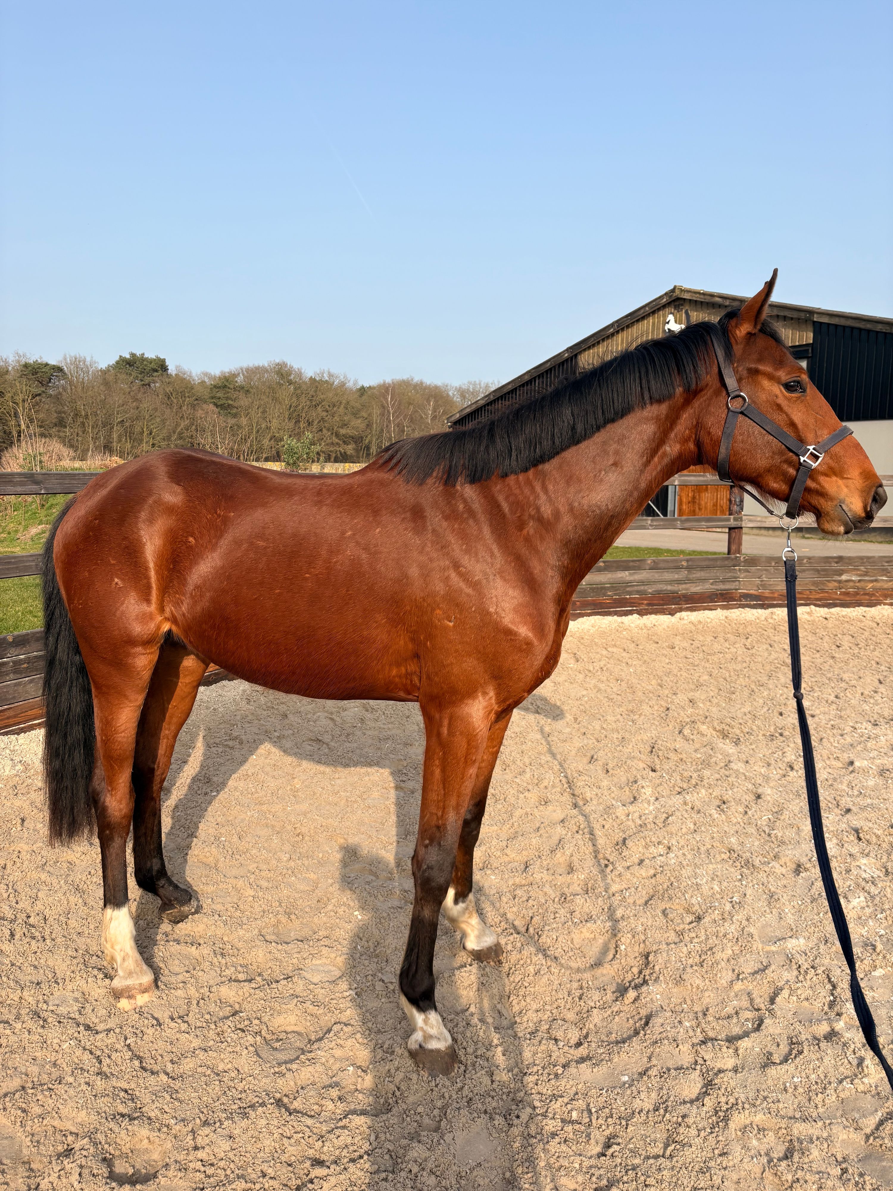 anglo-europees springpaard merrie 3 years old bruin for sale - Photo 3