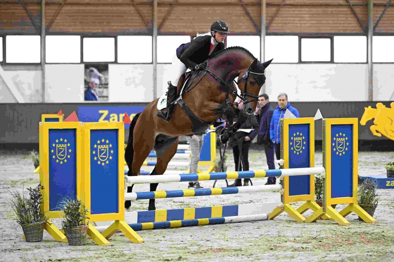 ["zangersheide","westfalen","kwpn","hannoveraan"] ["springen"] bruin for sale - Photo 3