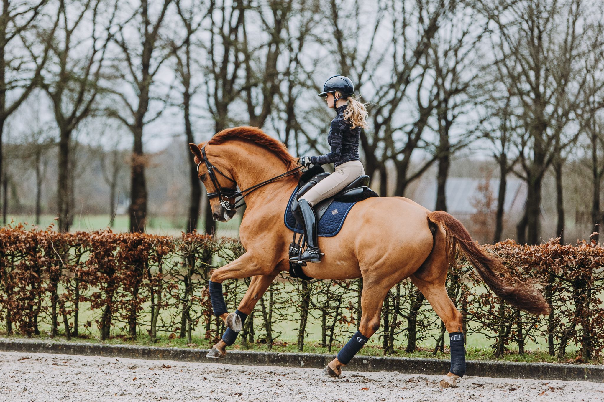 kwpn dressuurpaard ruin 13 years old vos for sale - Main photo