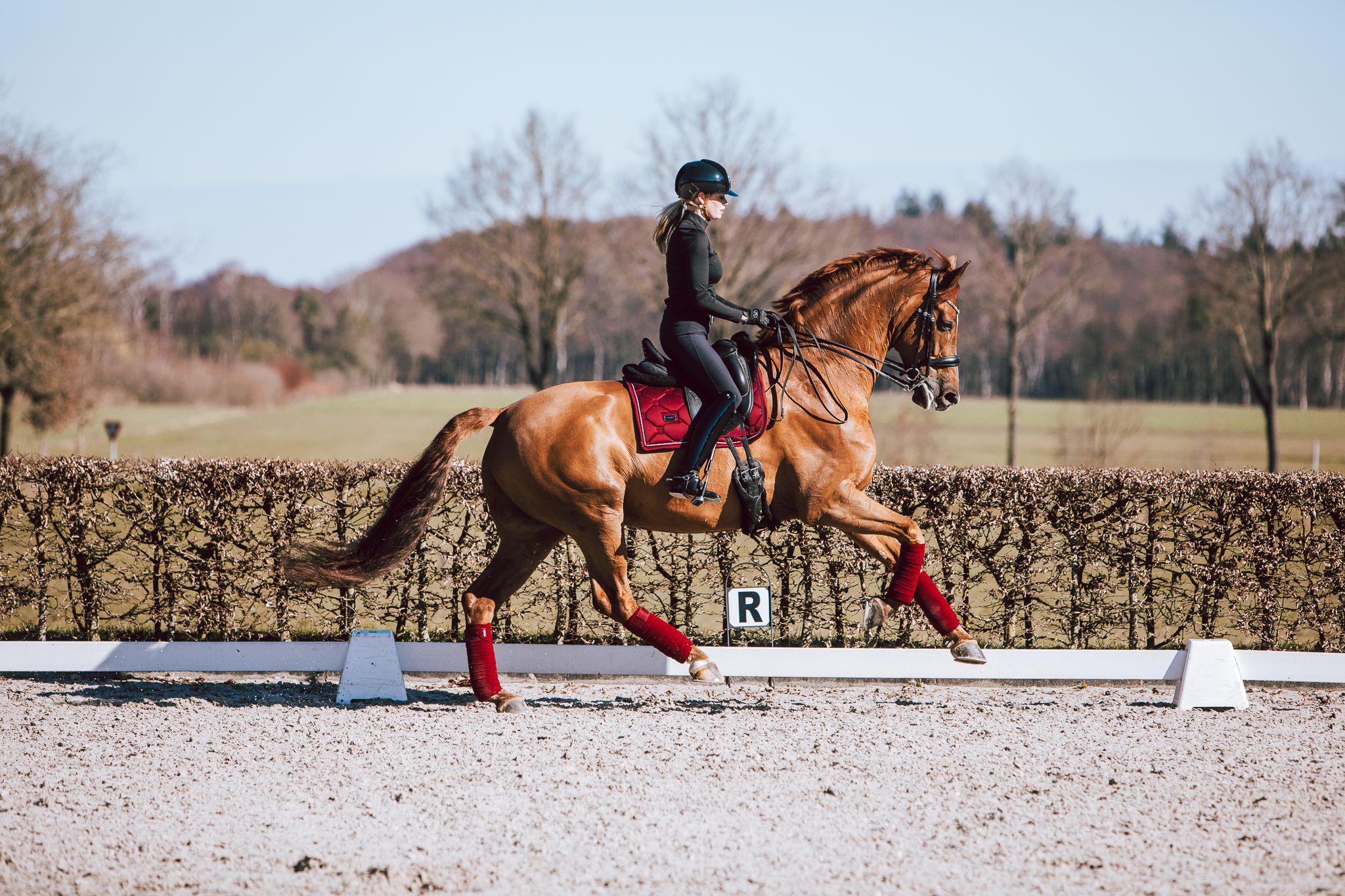 kwpn dressuurpaard ruin 13 years old vos for sale - Photo 4
