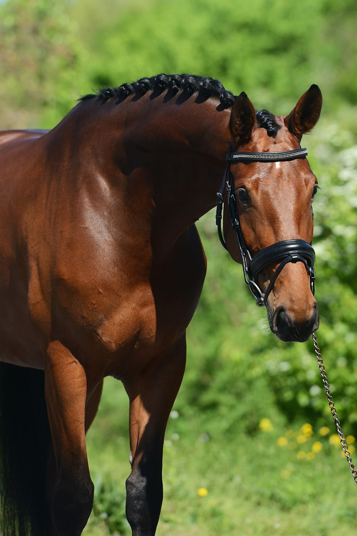 kwpn dressuurpaard merrie 16 years old bruin for sale - Main photo