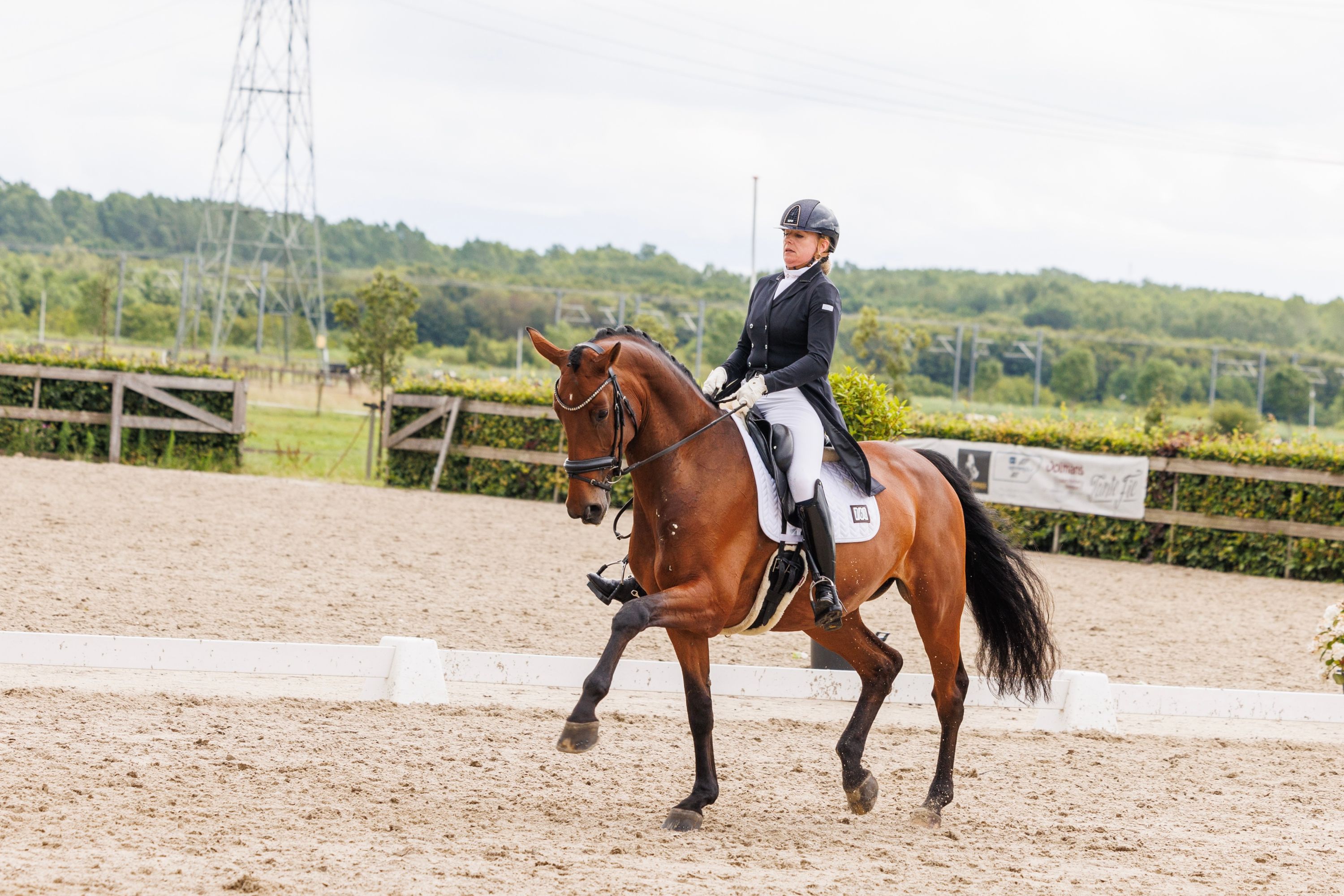 kwpn dressuurpaard merrie 16 years old bruin for sale - Photo 4