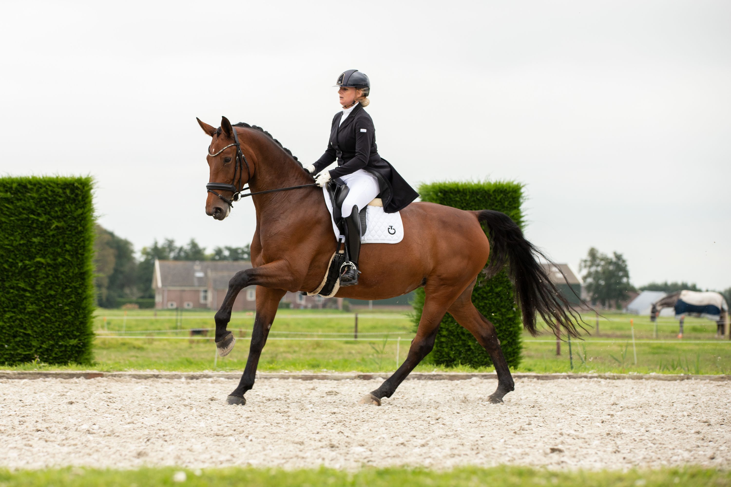 kwpn dressuurpaard merrie 16 years old bruin for sale - Photo 3
