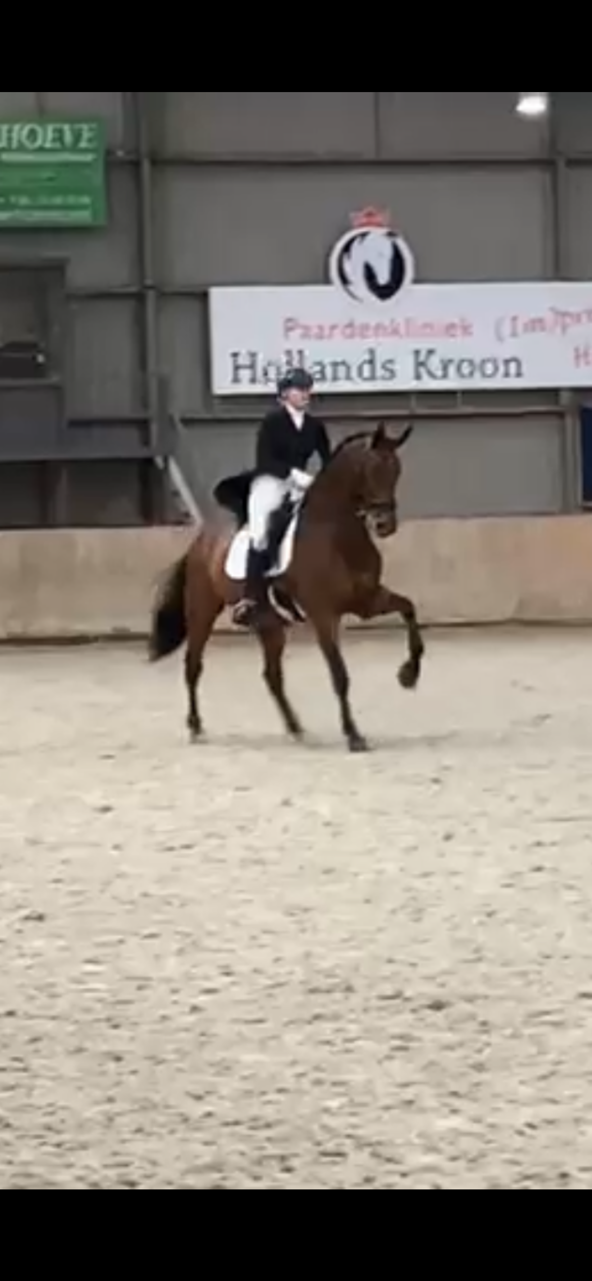 kwpn dressuurpaard merrie 16 years old bruin for sale - Photo 5