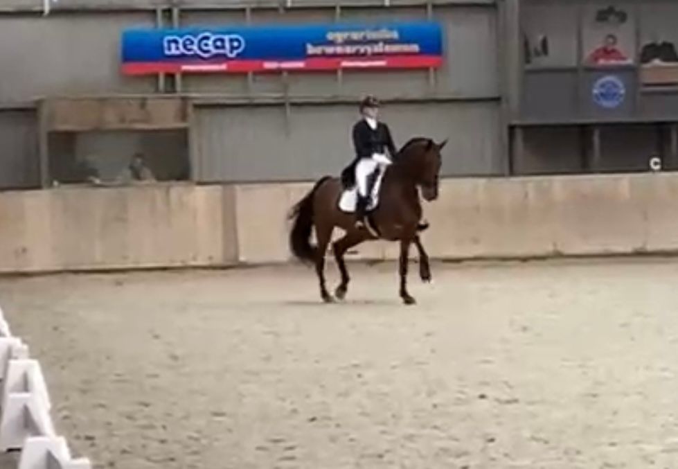kwpn dressuurpaard merrie 16 years old bruin for sale - Photo 6