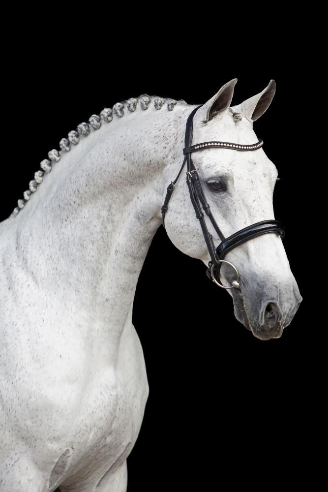 ["anglo-europees","holstein","kwpn","oldenburg","westfalen","hannoveraan"] ["springen"] schimmel for sale - Photo 3